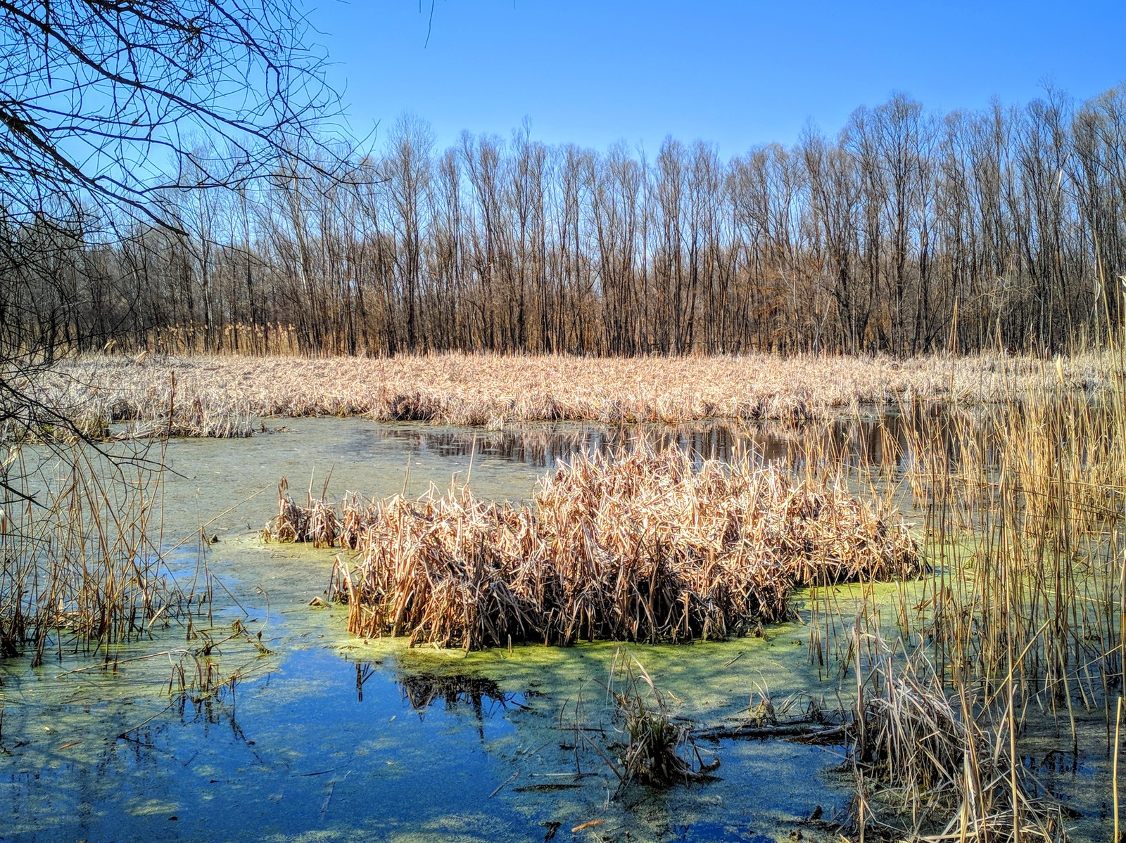 native species - My, Nature, The photo, Forest, River, Village, The street, Peacock, Longpost