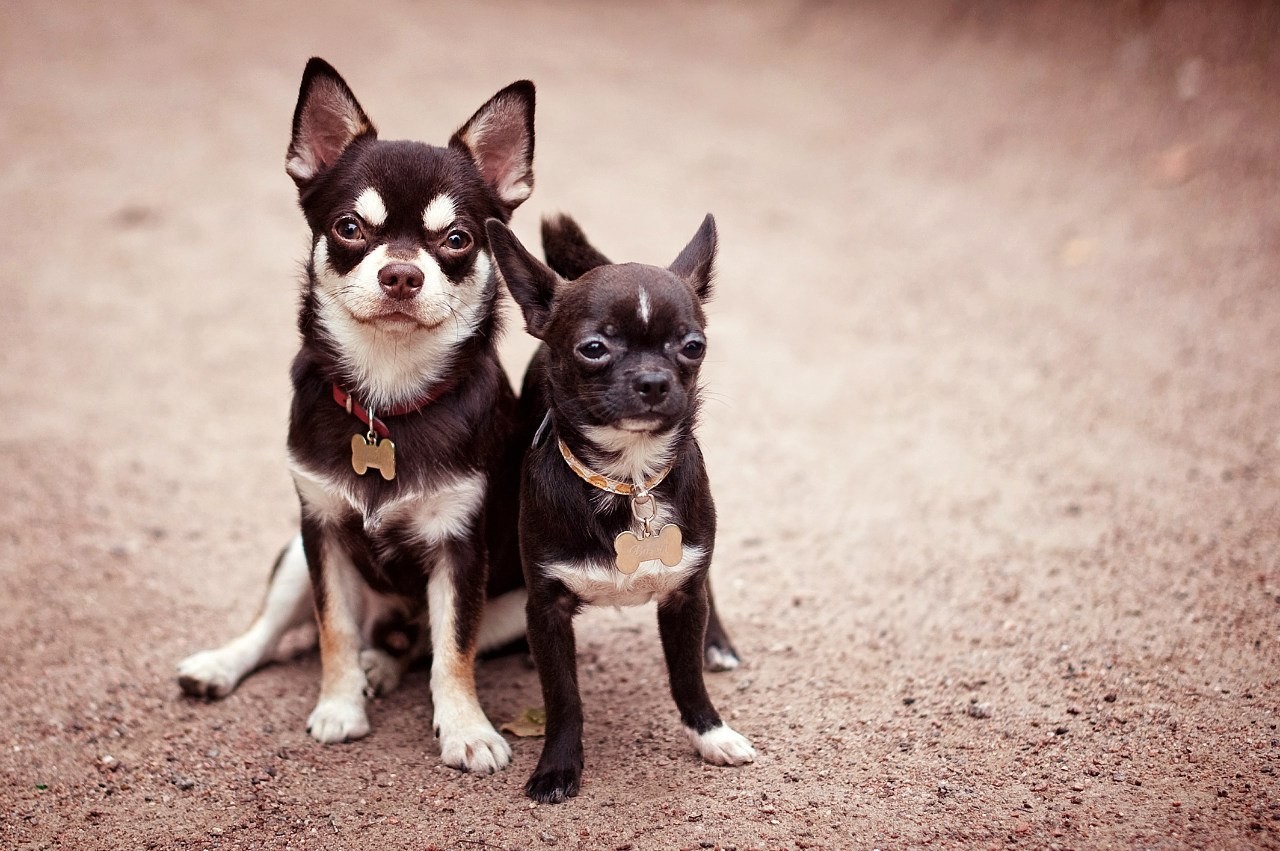 Our barbs. - My, Animals, Chihuahua, Dog, Pets, Fasting April 1, 2019, The photo