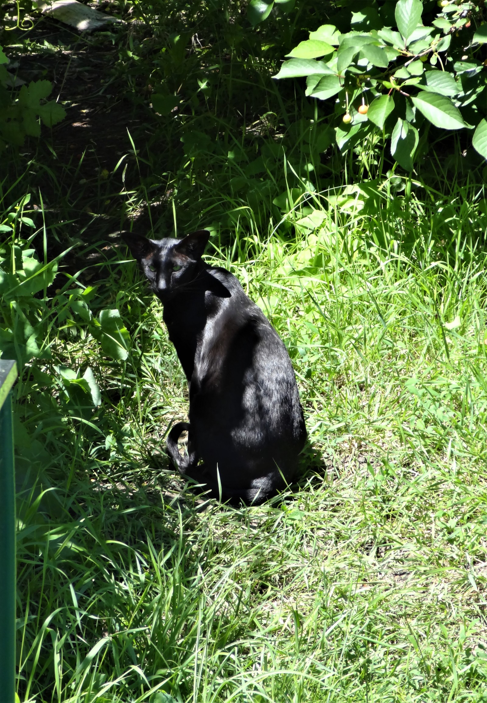 Well, since people liked the beast, I looked for more photos. - cat, Longpost, Oriental cats, Fasting April 1, 2019