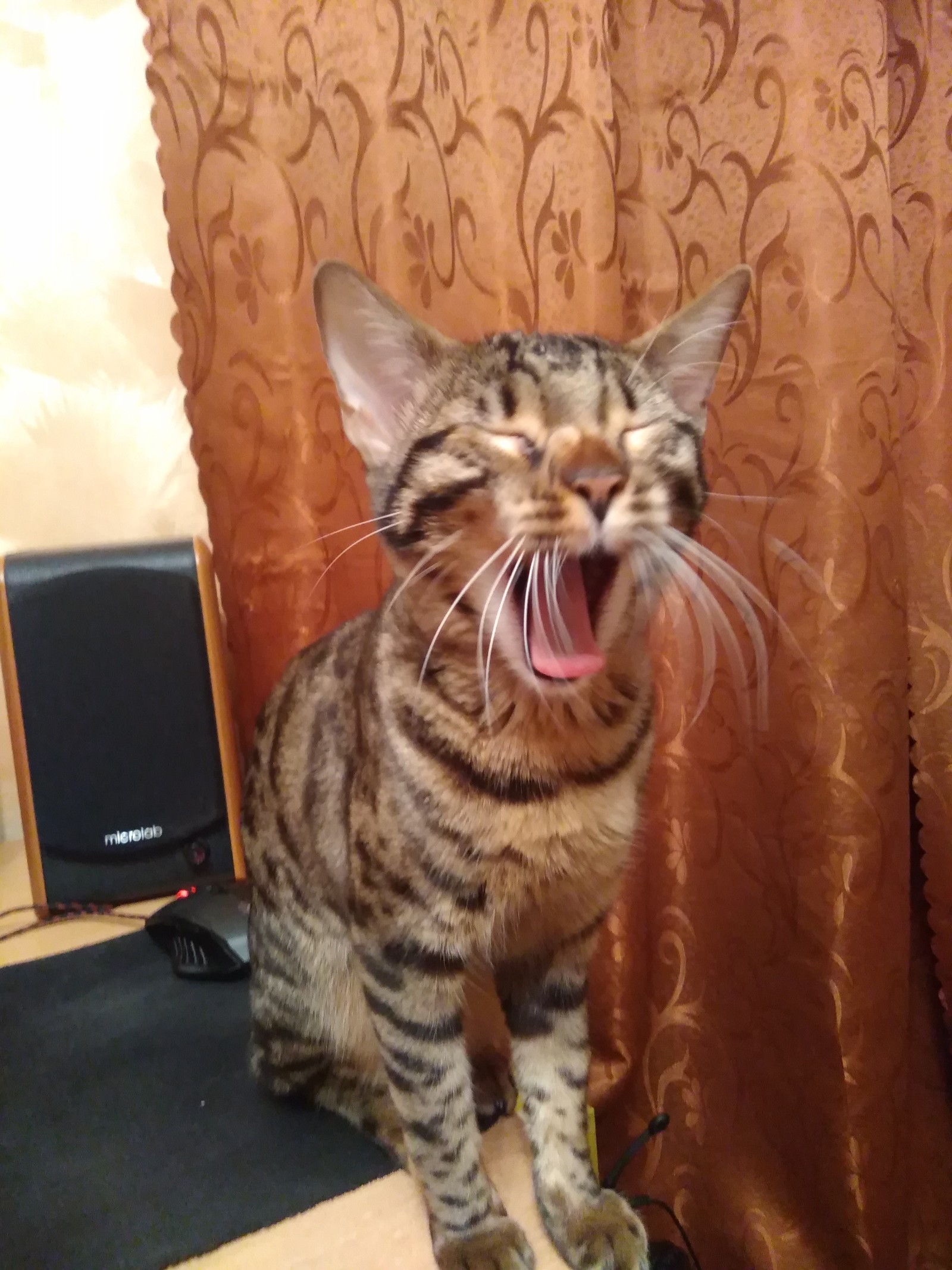 Aaaa..hr-x-x-ham!) - My, cat, Bengal cat, Yawn, Fasting April 1, 2019