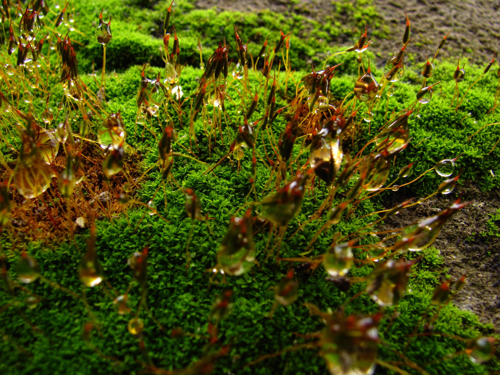 Aliens - My, Spring, Moss, Rain, , Beginning photographer, Longpost