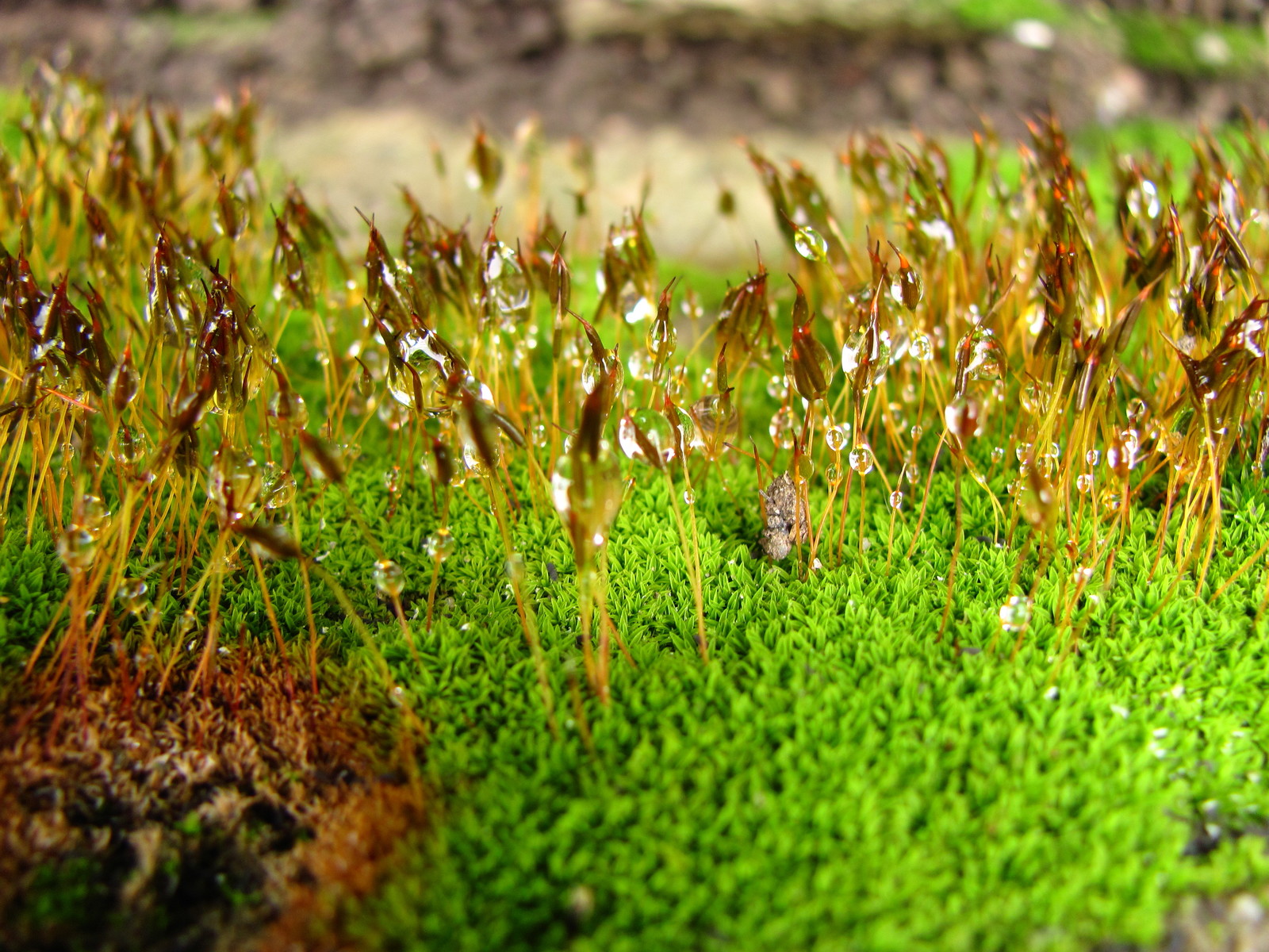 Aliens - My, Spring, Moss, Rain, , Beginning photographer, Longpost