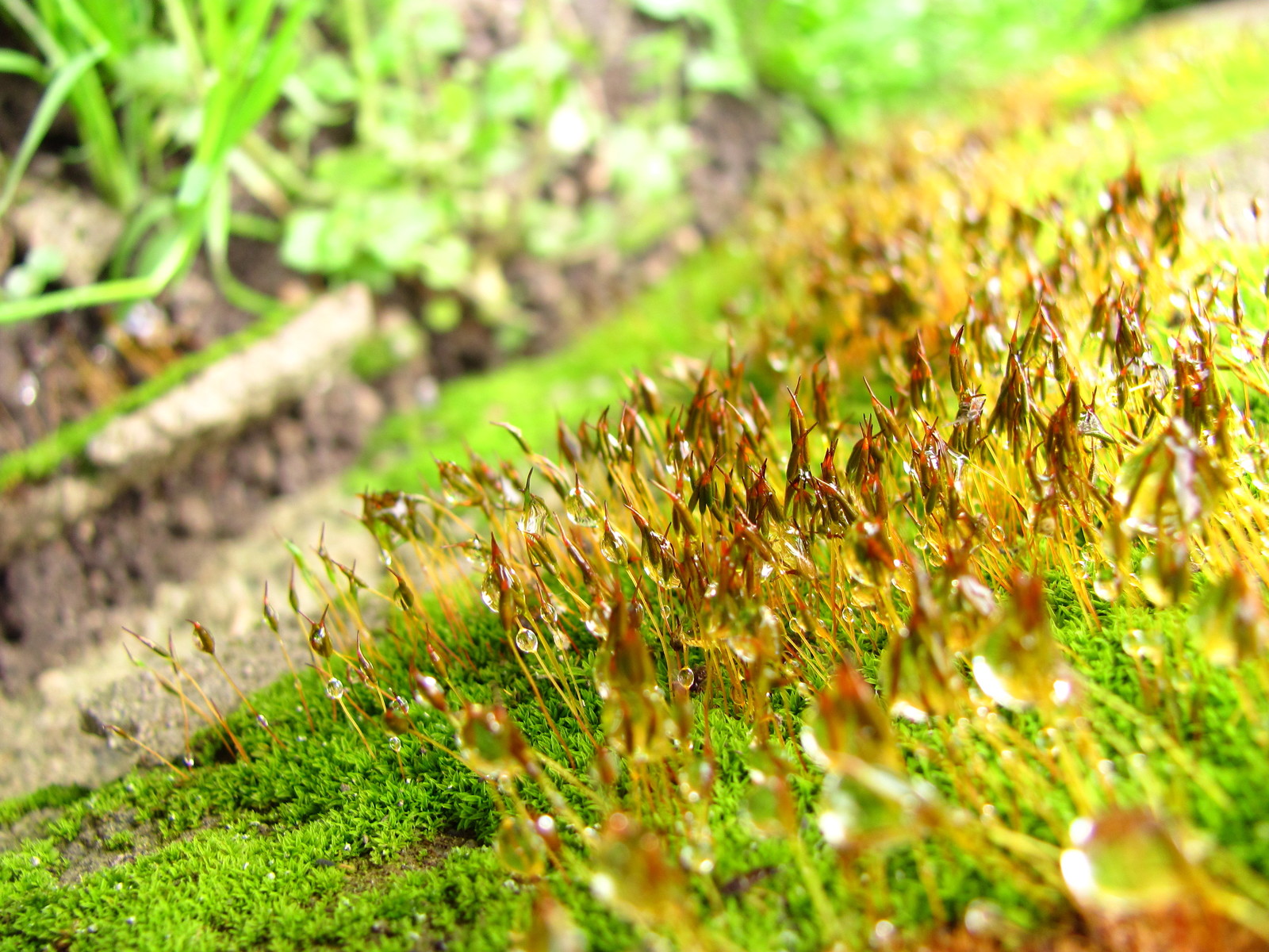 Aliens - My, Spring, Moss, Rain, , Beginning photographer, Longpost