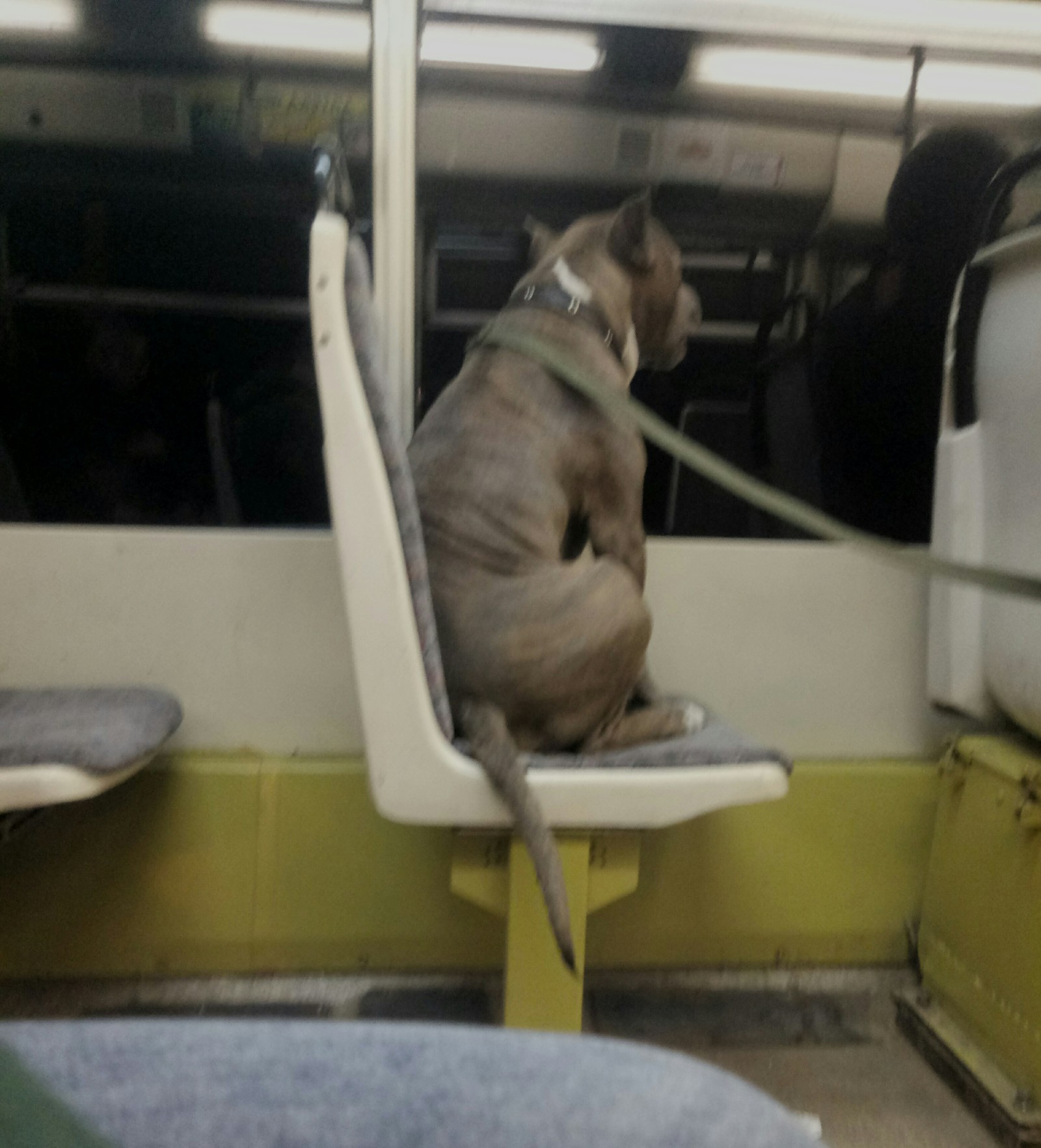 Sobaken - My, Dog, Tram, Pets