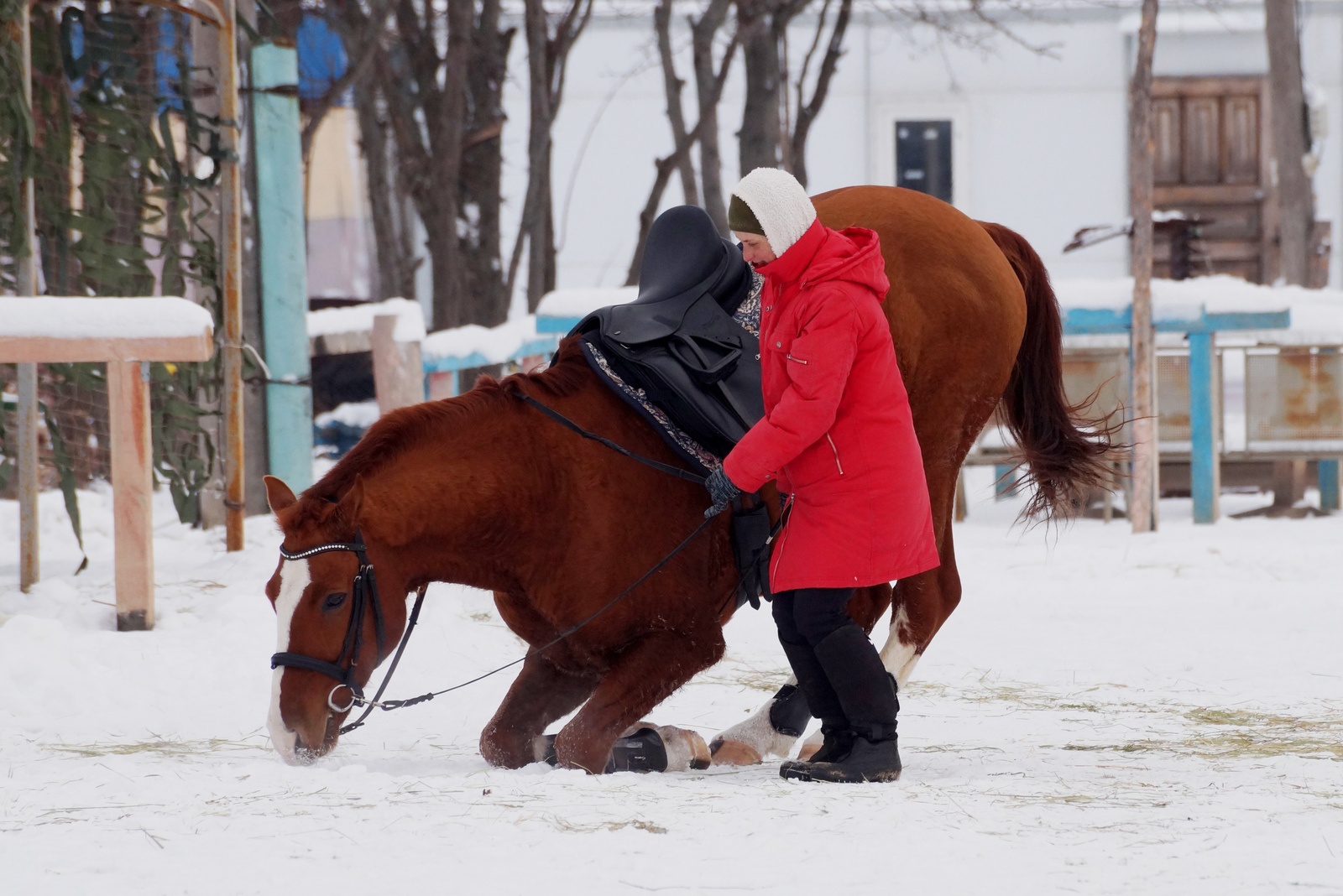 Puns from my mentor - My, Horses, Funny, Memories, , Stable, Longpost, Horseback Riding