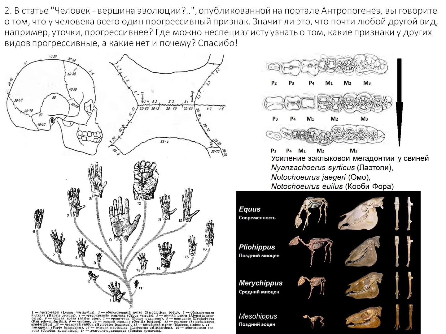 Неудобные вопросы об эволюции человека | Пикабу