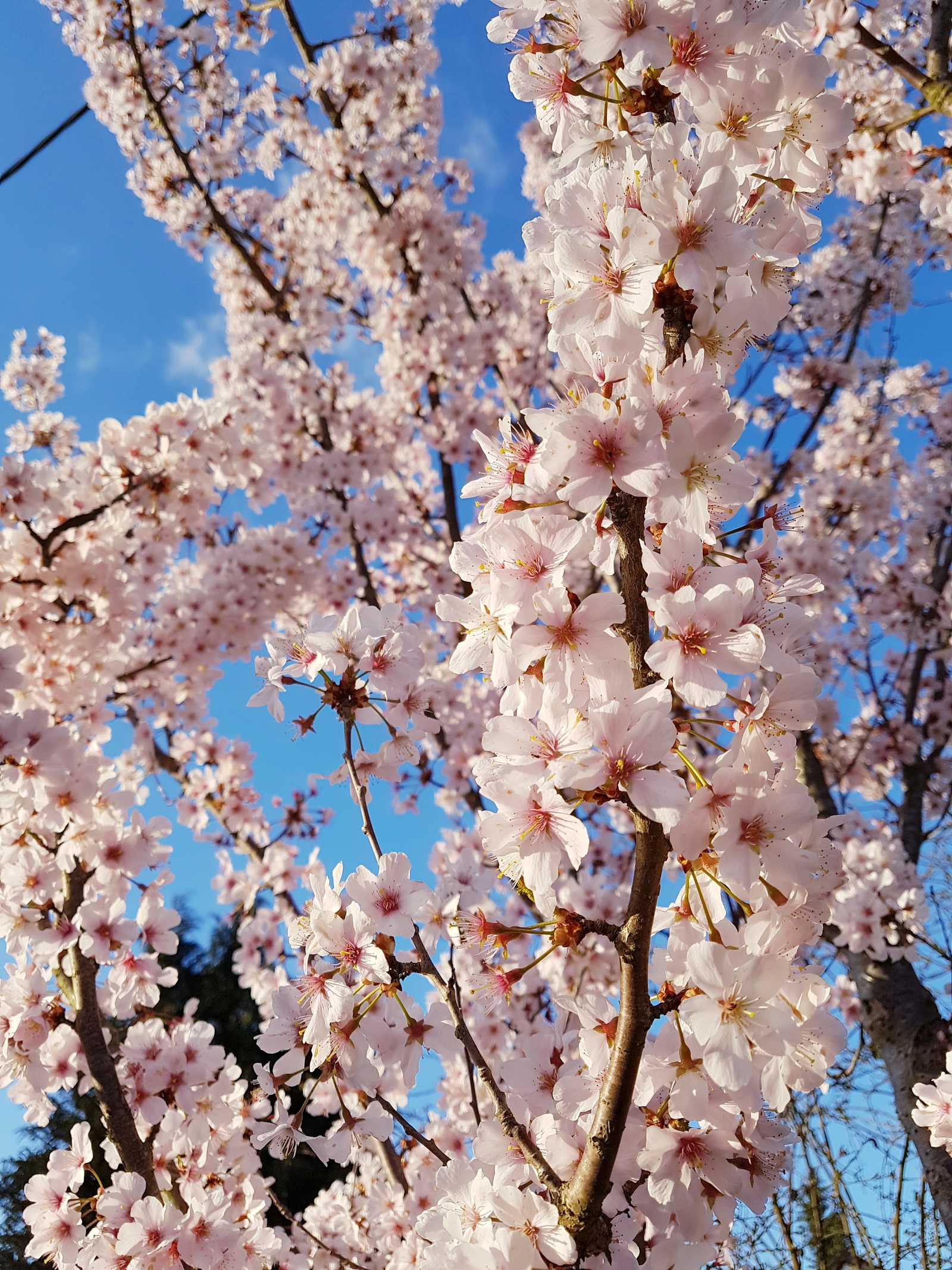 Spring in England - My, Spring, England, Flowers, Oxford, Longpost, The photo