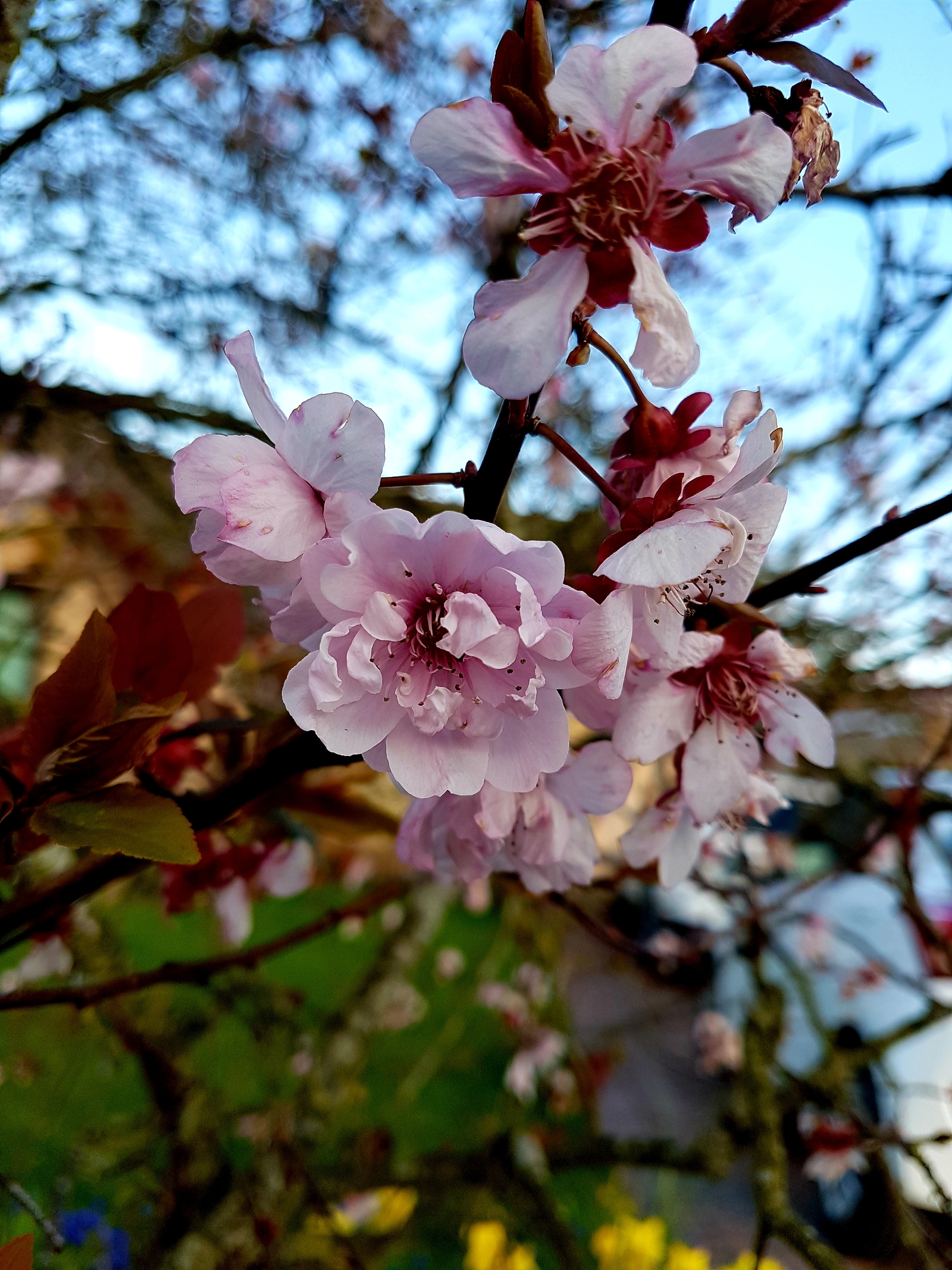 Spring in England - My, Spring, England, Flowers, Oxford, Longpost, The photo