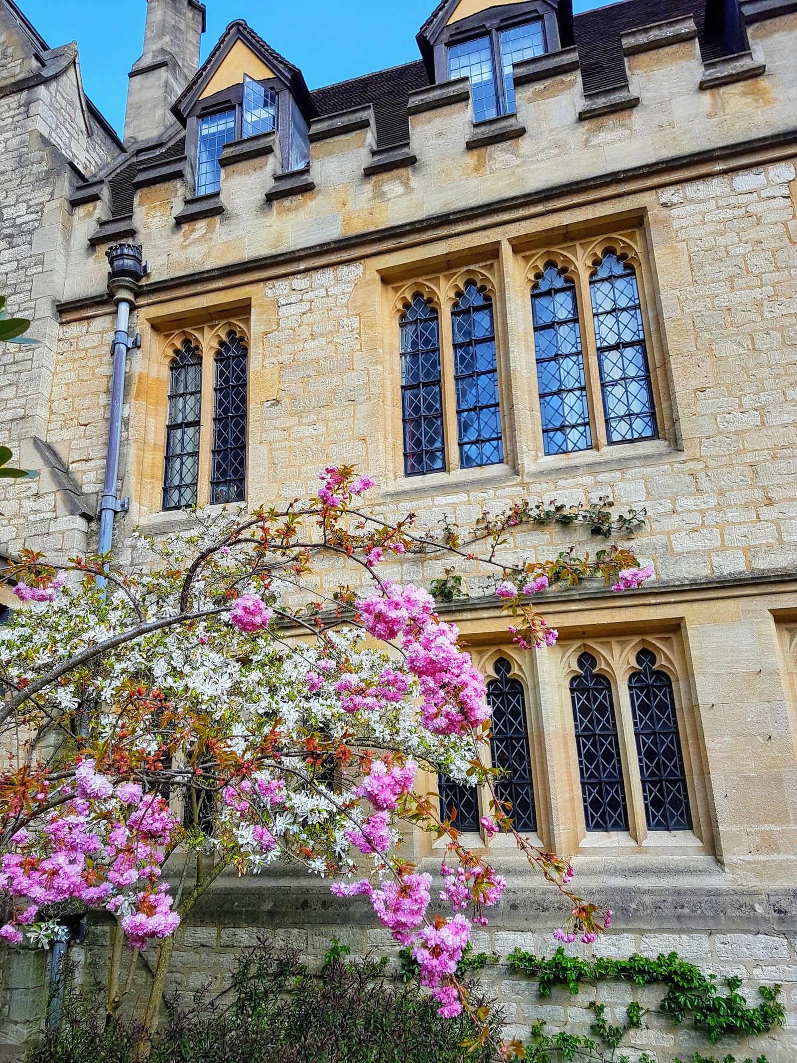 Spring in England - My, Spring, England, Flowers, Oxford, Longpost, The photo