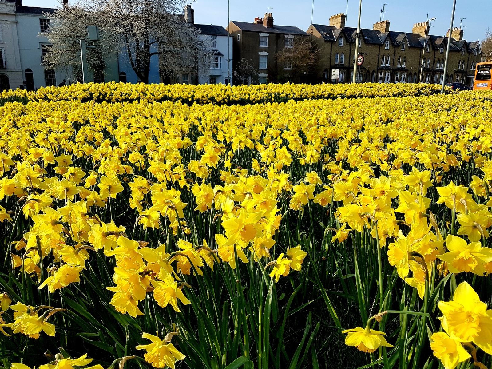 Spring in England - My, Spring, England, Flowers, Oxford, Longpost, The photo