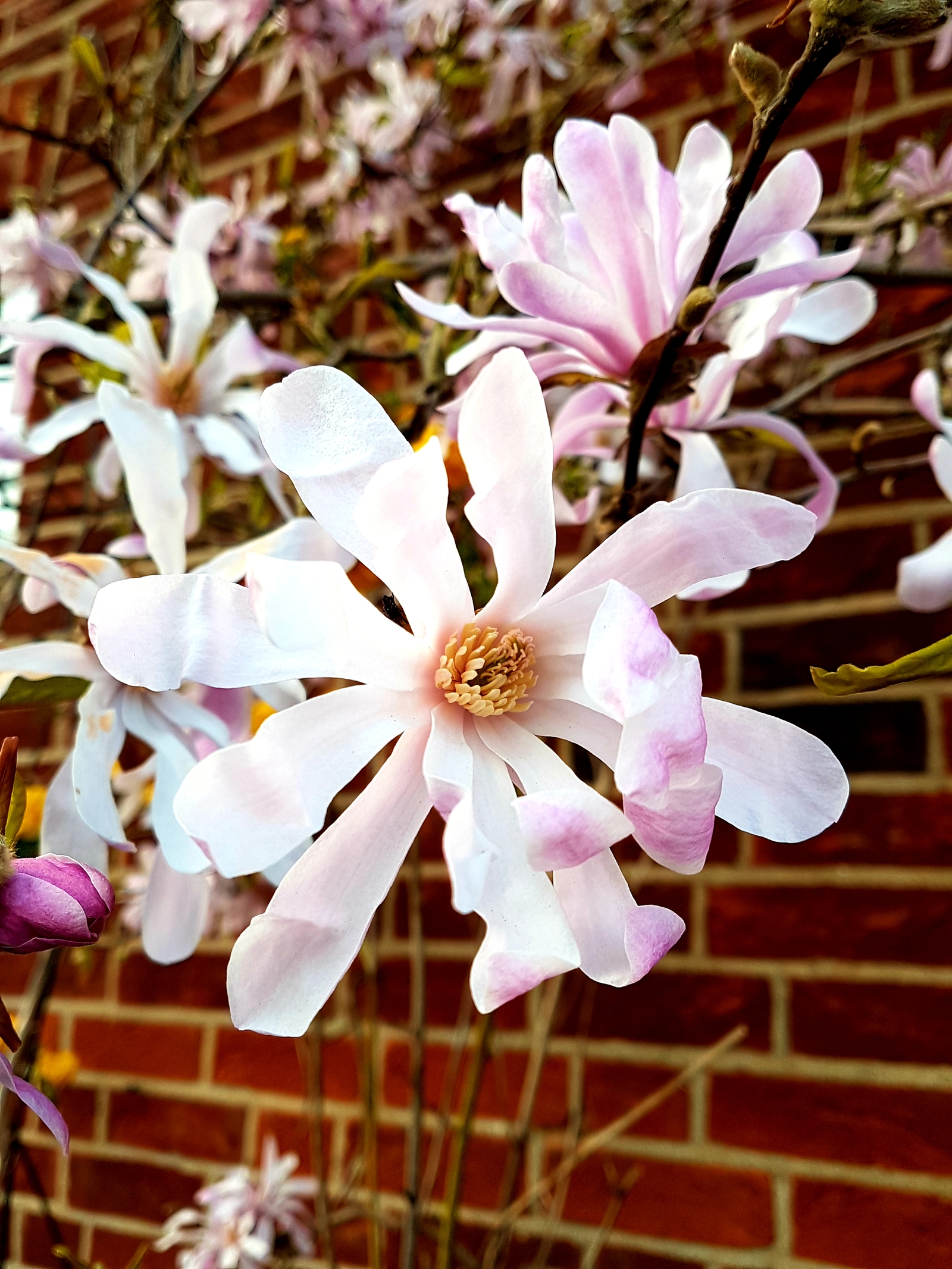 Spring in England - My, Spring, England, Flowers, Oxford, Longpost, The photo