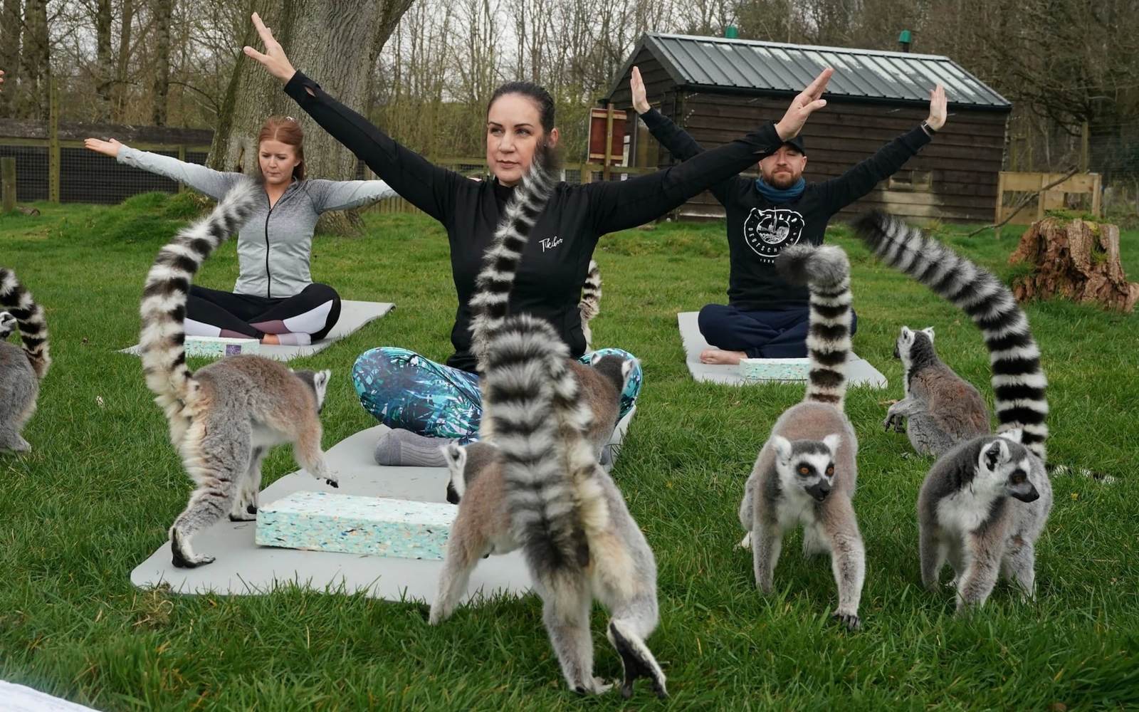 British hotel offers guests yoga with lemurs - Lemur, Yoga, Relaxation, Longpost