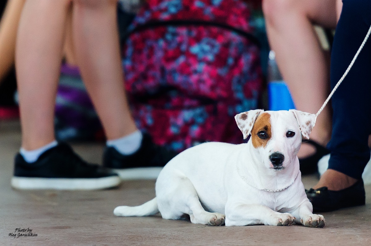 I continue to publish reportage pictures from dog shows that took place in the South of Russia in 2018, pleasant viewing))) - My, Dog, Dogs and people, Pets, Exhibition, Dog show, Animalistics, Longpost