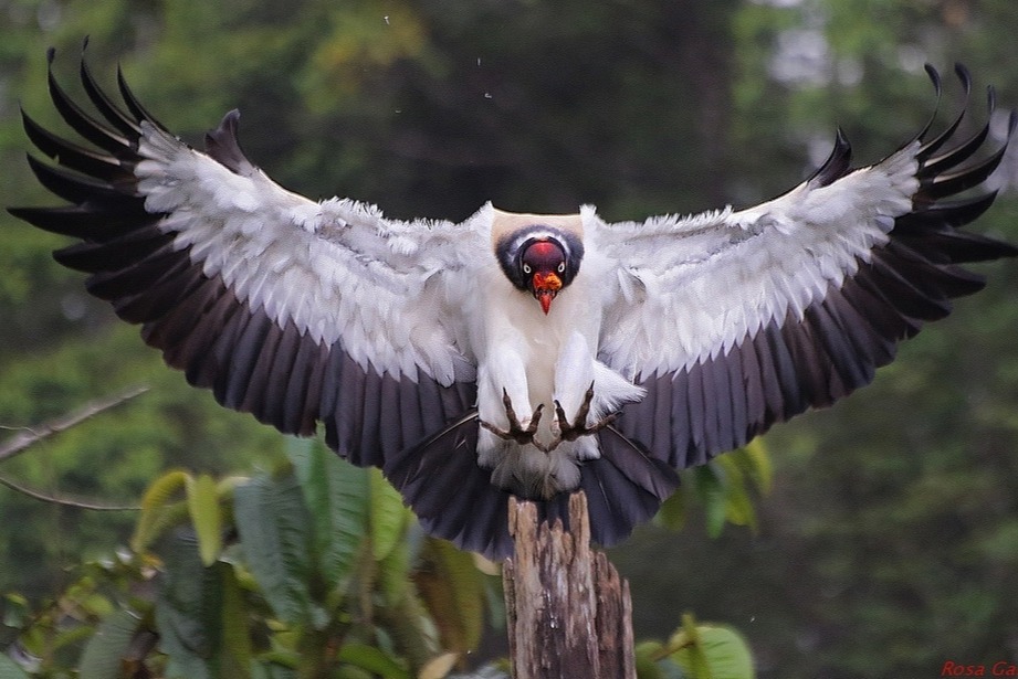 Conductor - Birds, Vulture, Nature, The photo