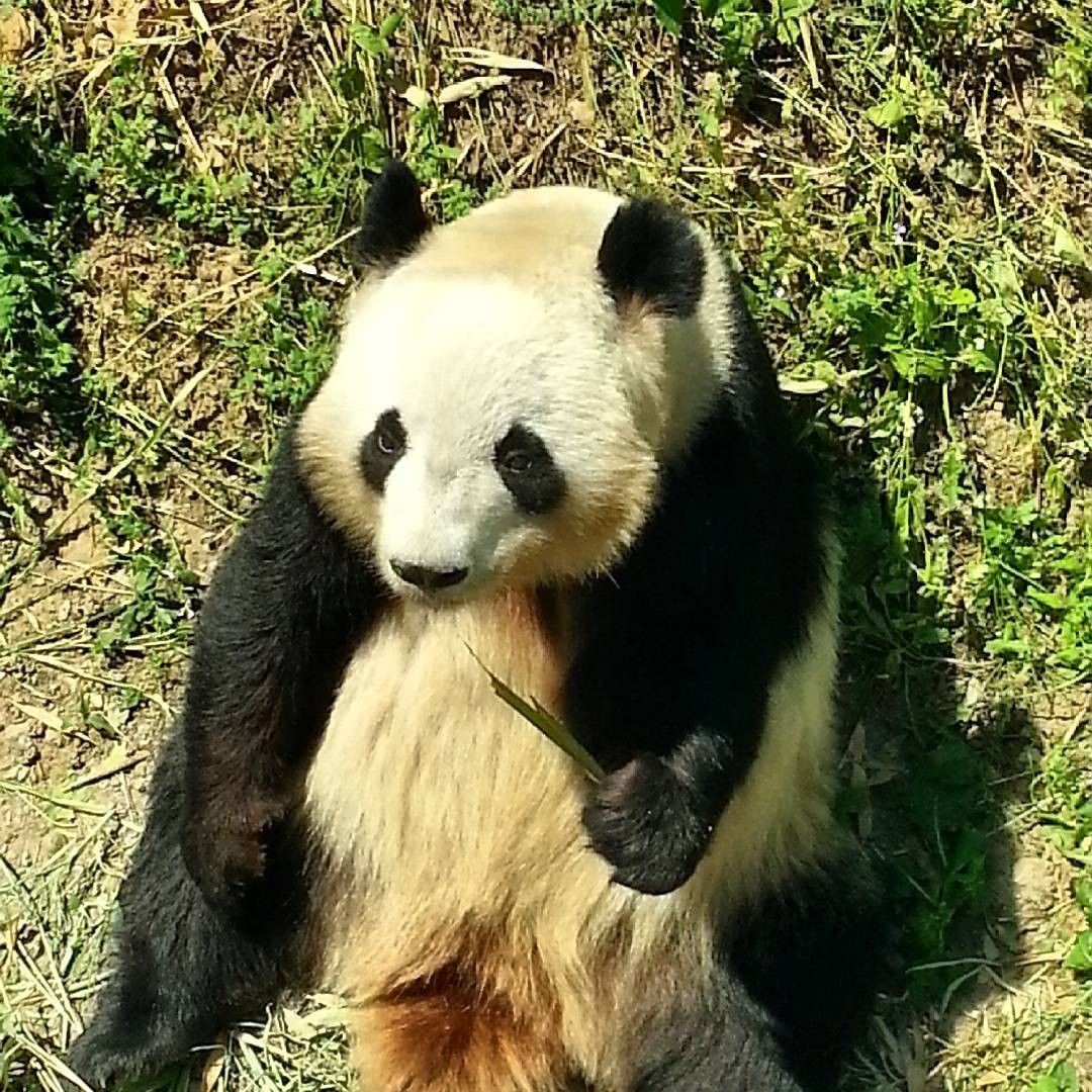 Sometimes pandas look like cats - My, Panda, Milota