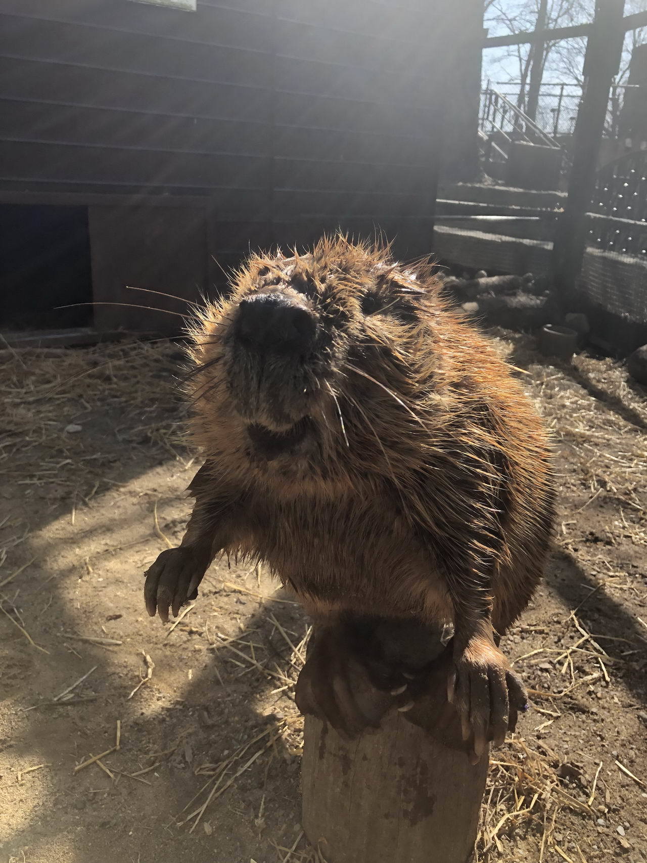 morning beaver - Animals, Beavers