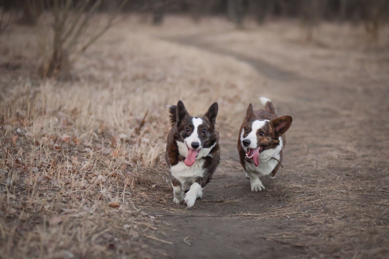 Spring cardigans - My, Dog, Corgi, Walk, Longpost