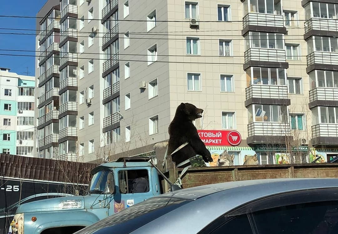 Необычный переезд. - Якутск, Переезд, Медведи