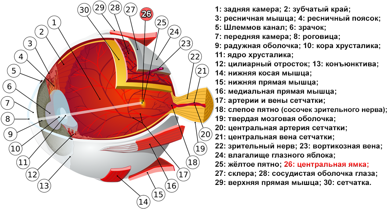 Глазная на латинском. Строение глазного яблока Ресничная мышца. Строение глаза анатомия латынь. Зубчатый край глаза анатомия. Части сетчатой оболочки глазного яблока.