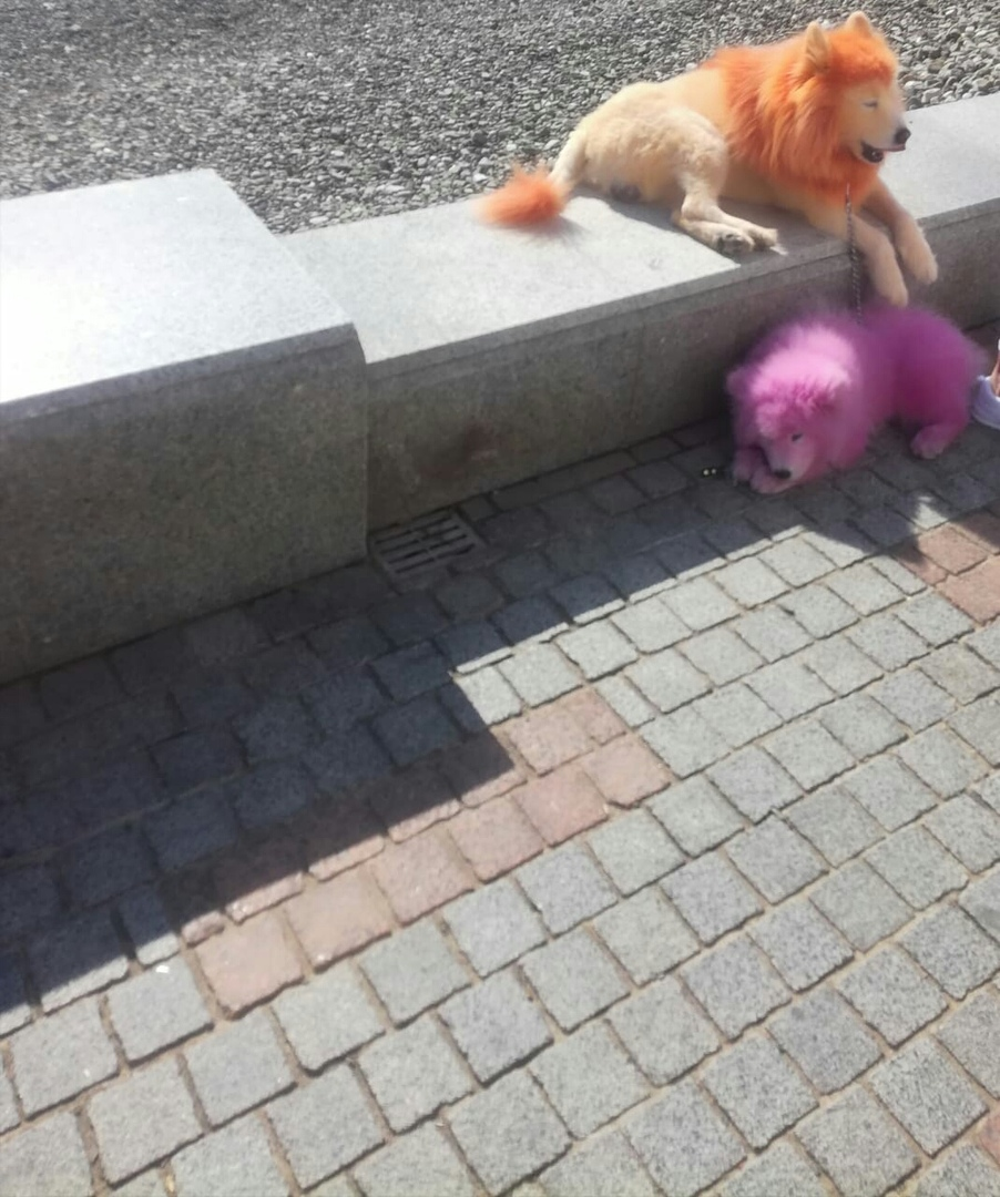щенок ест бетон