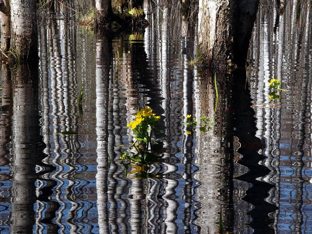 Meshchera - My, Meshchera, Swamp, Spring, Spill, The photo