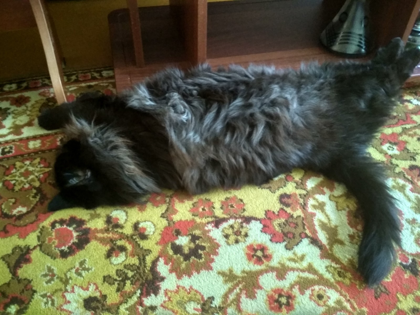 The cat is resting - My, cat, Fluffy, Upside down with your paws, Longpost