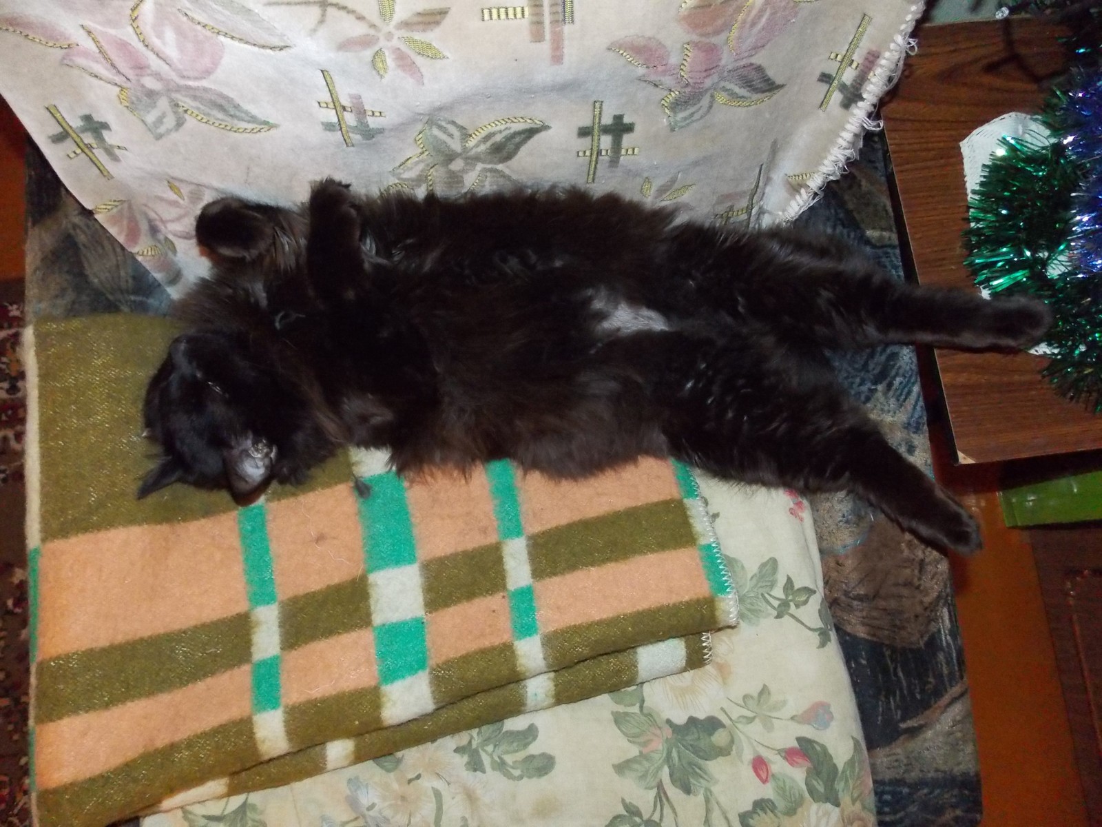 The cat is resting - My, cat, Fluffy, Upside down with your paws, Longpost