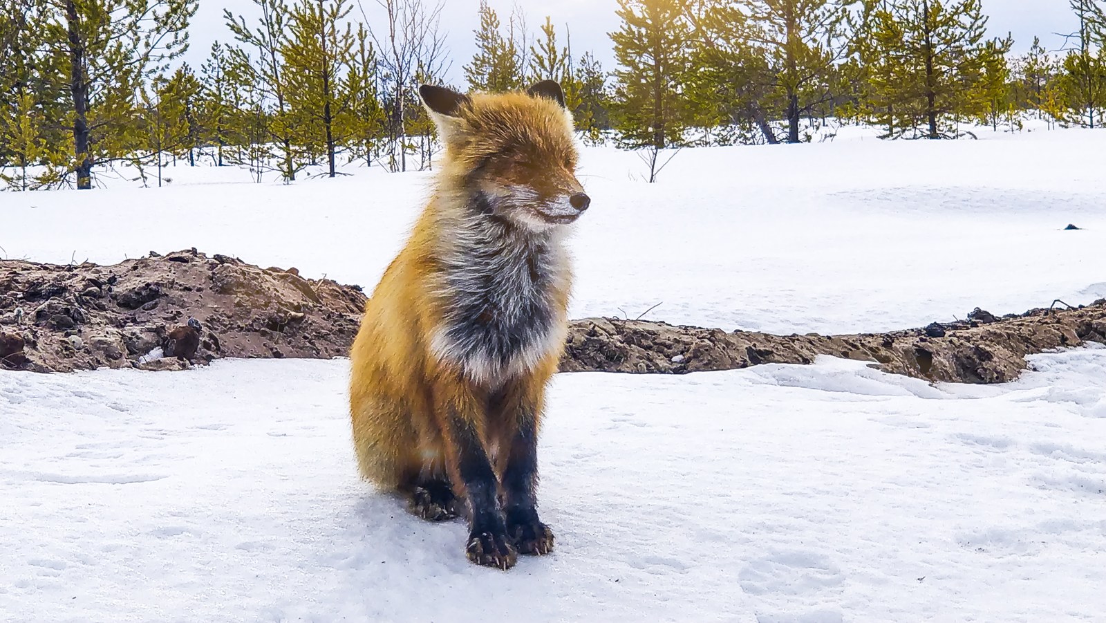 forest miracle - My, Fox, Animals, Nature, Longpost