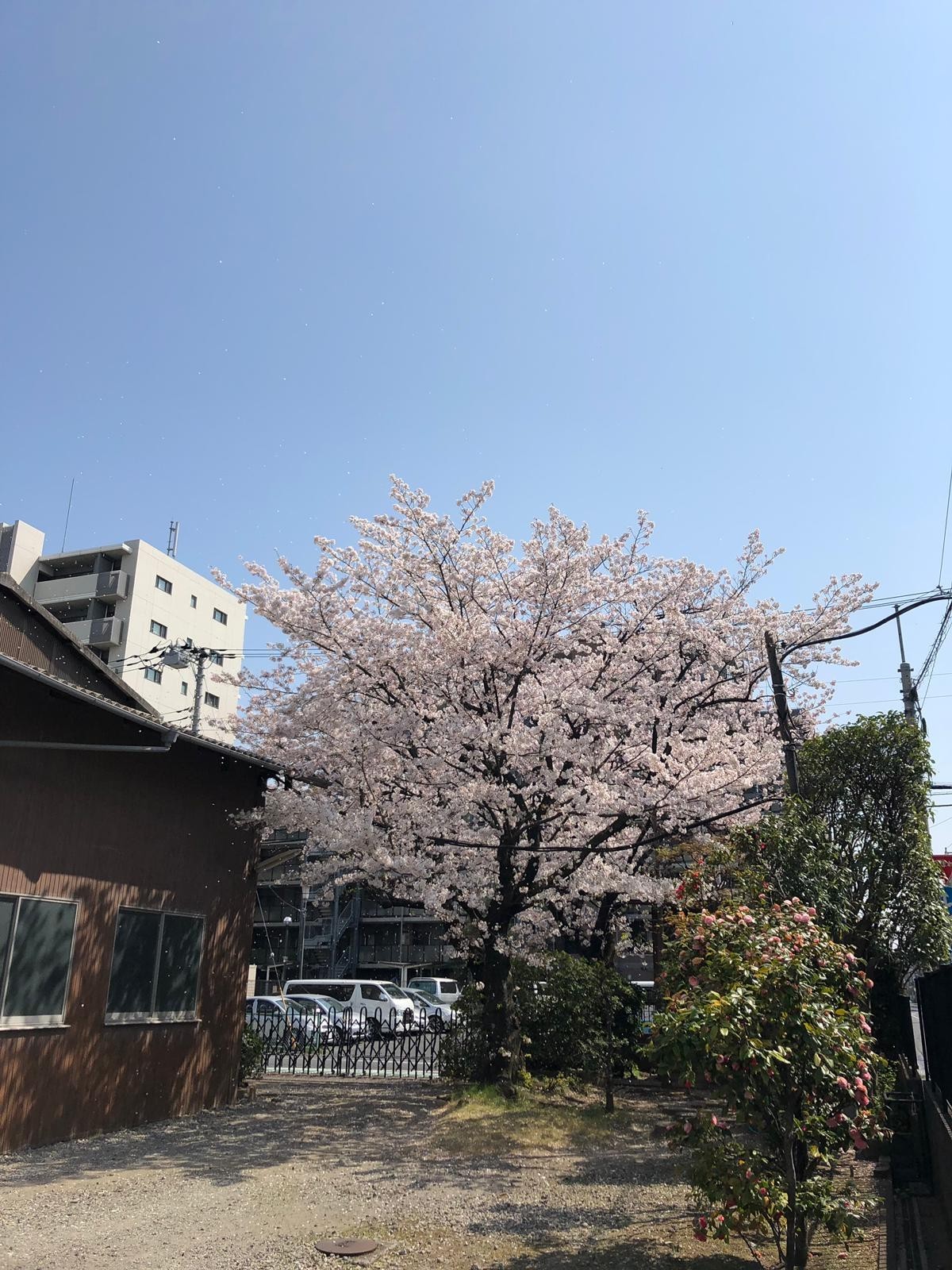 Japan.Spring.Sakura. - Дальний Восток, Spring, Longpost