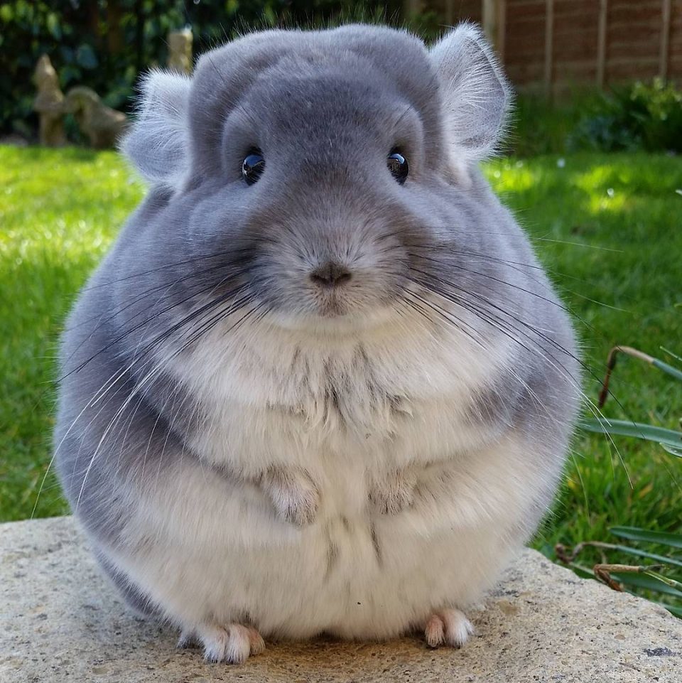 Hamster way. - Slimming, Thick, Chinchilla, Thick