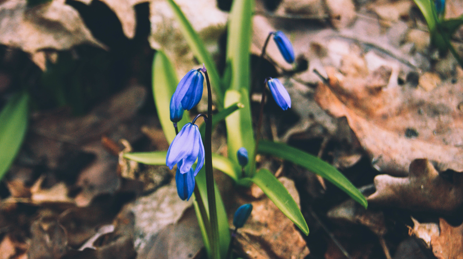 Hedgehog addict takes pictures. - My, The photo, Nature, Snowdrops, Spring, Voronezh, Snowdrops flowers