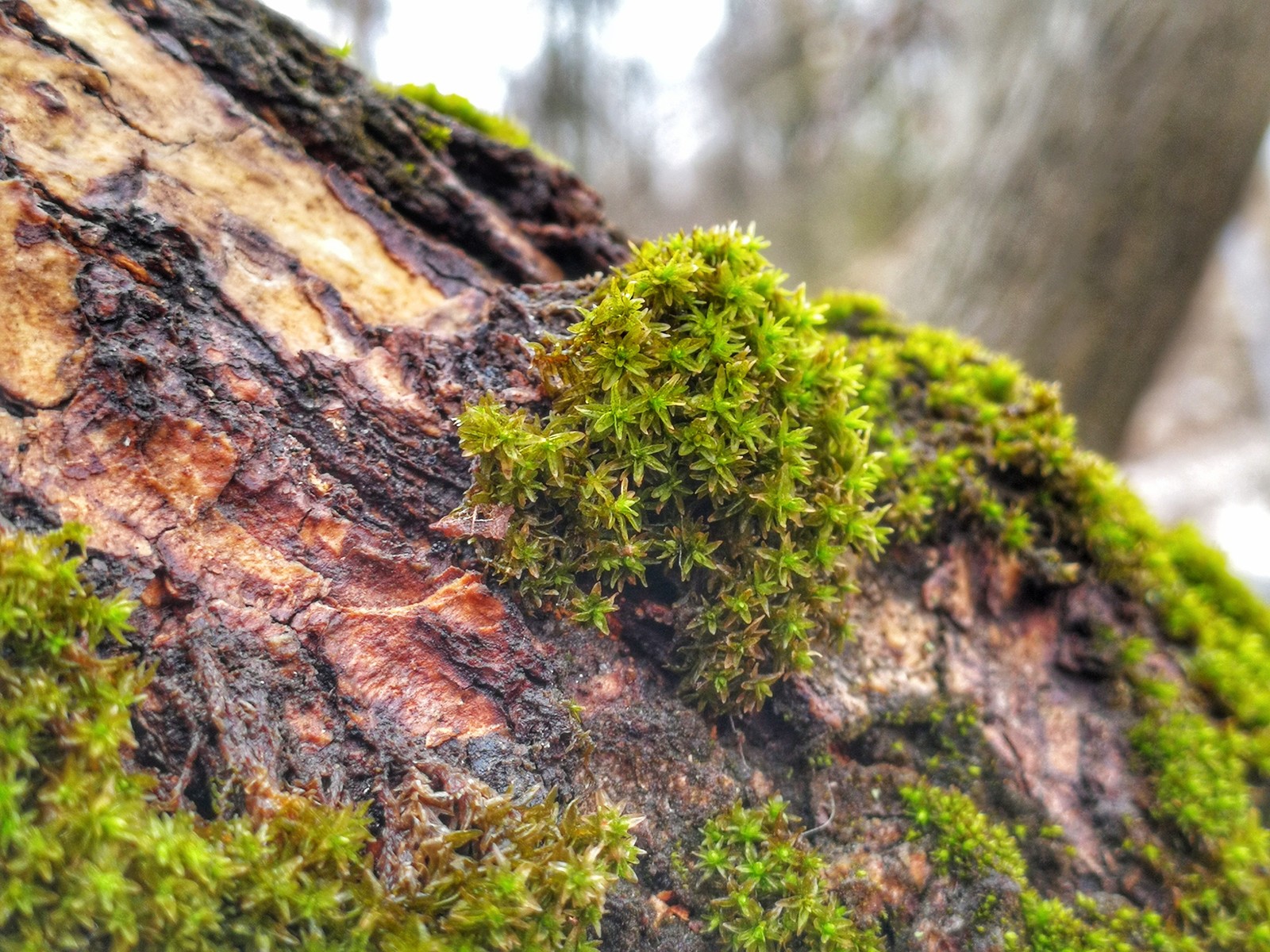 Moss - My, Moss, Mobile photography, The photo, Longpost, Huawei mate 9