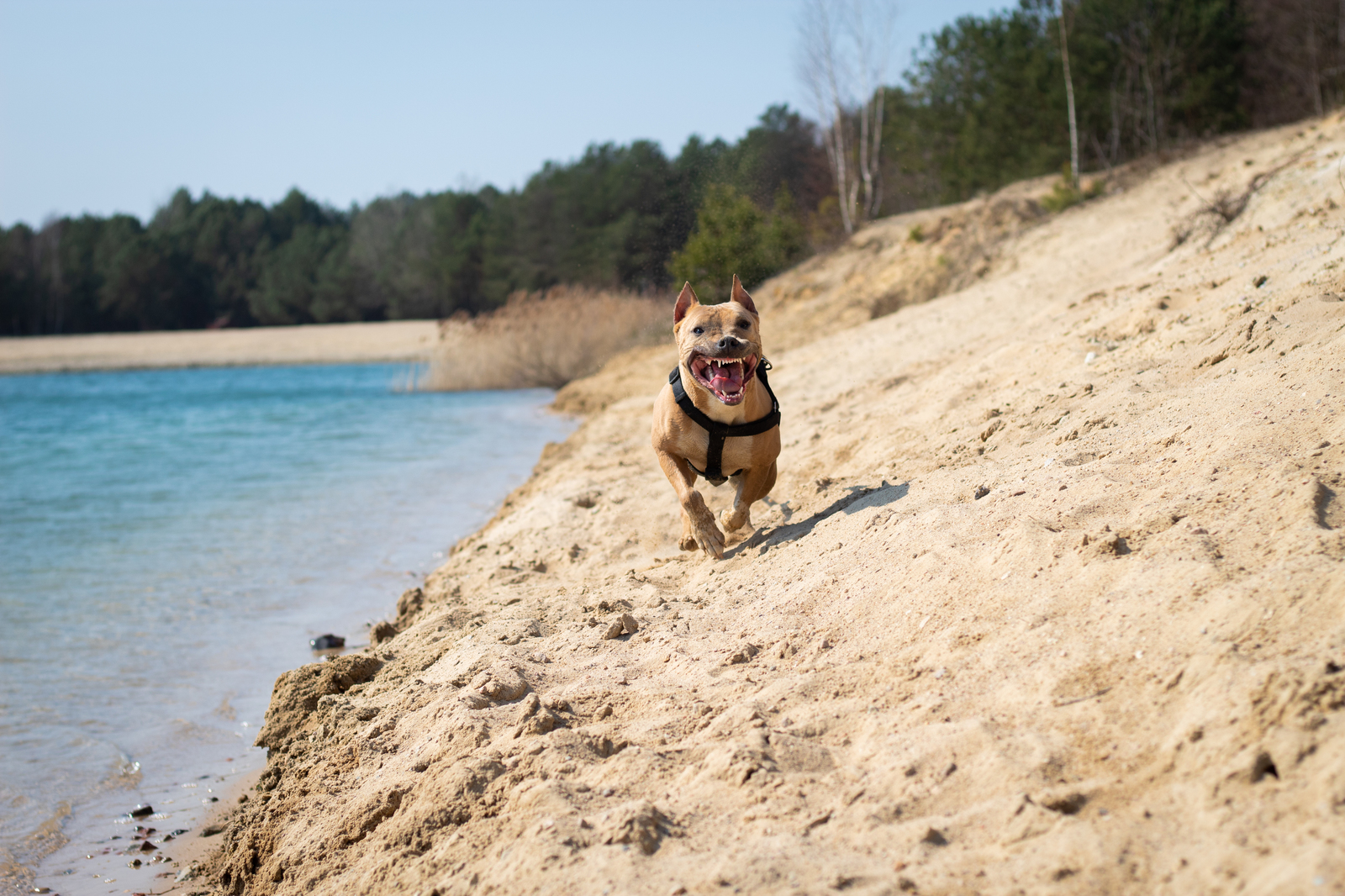 Beach season is open - My, Amstaff, The photo, Beach, Open season, Bertha, Dog