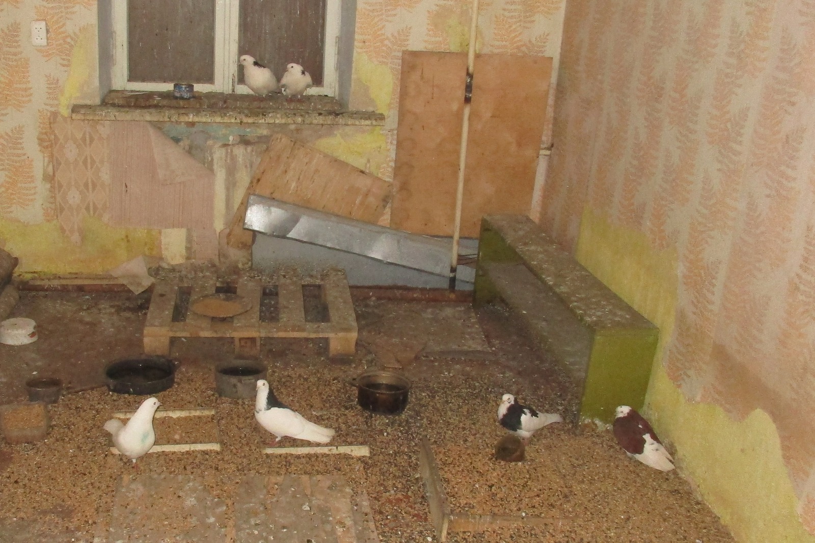 To survive people from the house, the raider developer bred pigeons and rats in the apartment - Rat, Pigeon, Apartment raiders, Longpost, No rating, Threat, Video, Negative, Voronezh