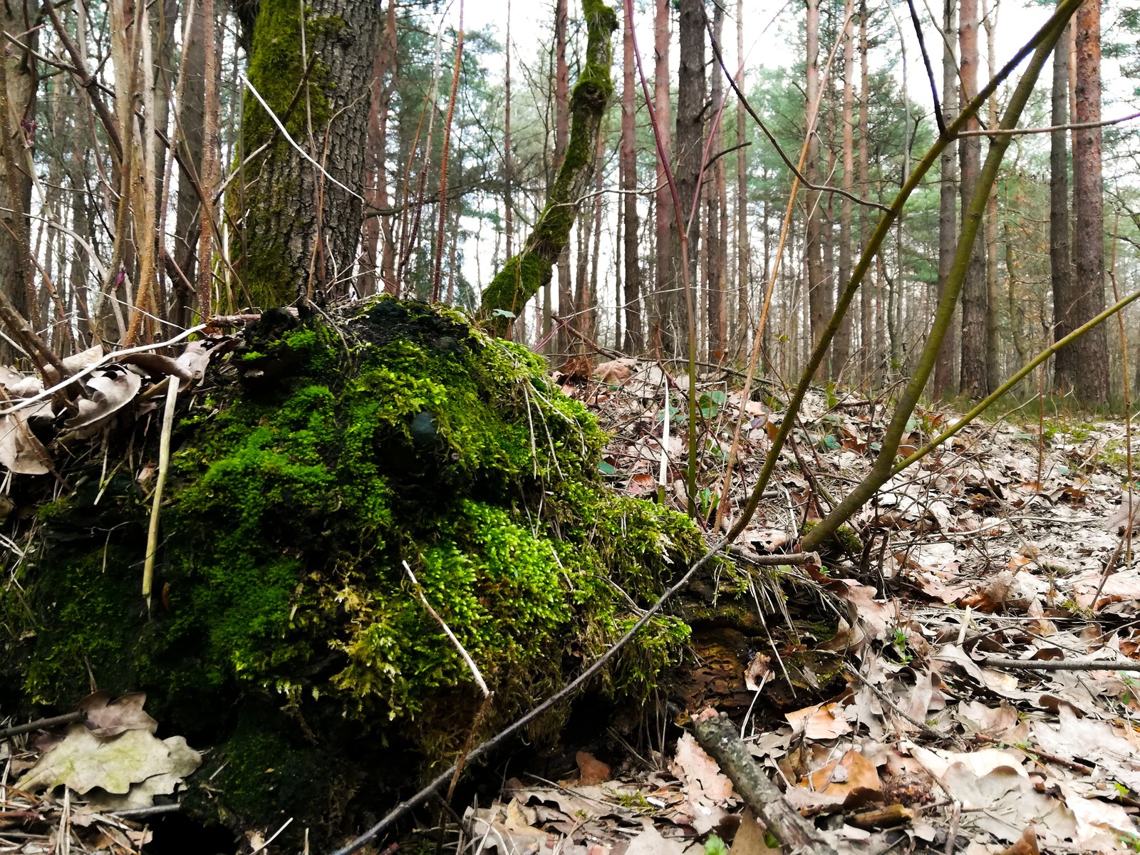 Pine forest - Kaliningrad. Well, this bump is just a star in general! - My, Kaliningrad, Cones, Pine Forest, The photo, Koenigsberg, Longpost, KГ¶nigsberg