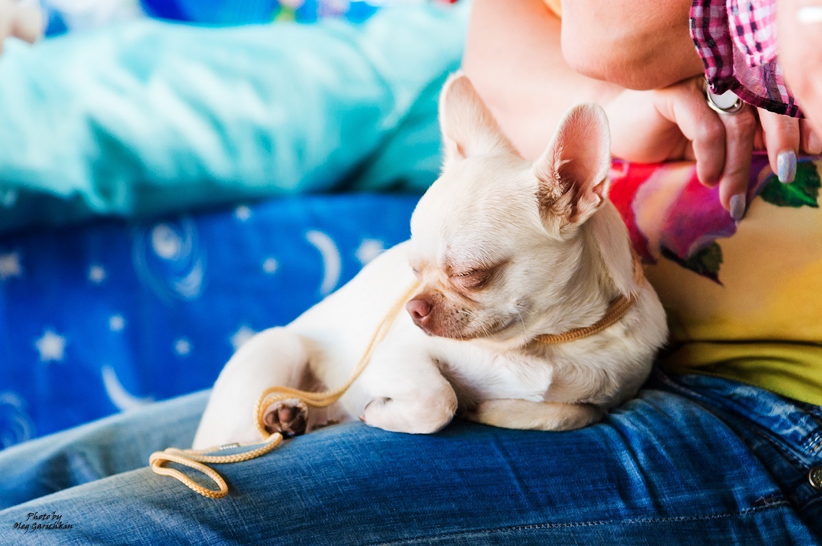 Another series of reportage pictures from dog shows that took place in the South of Russia in 2018, pleasant viewing))) - My, Dog, Dogs and people, Dog show, Animalistics, Longpost