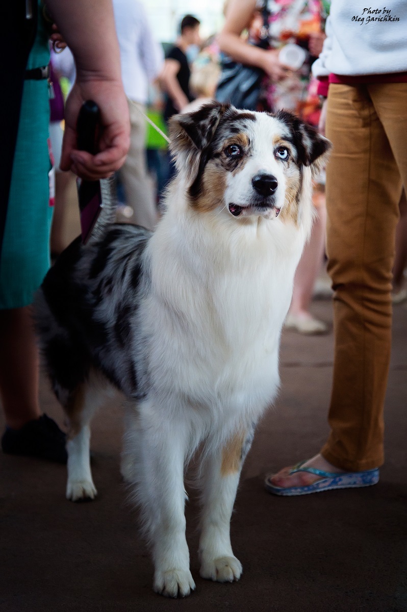 Another series of reportage pictures from dog shows that took place in the South of Russia in 2018, pleasant viewing))) - My, Dog, Dogs and people, Dog show, Animalistics, Longpost