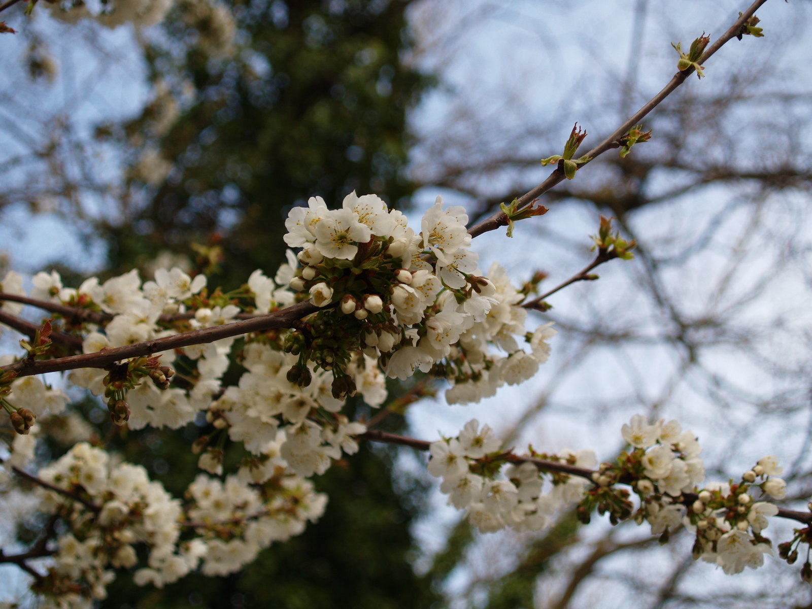 Spring came - My, The photo, Nature, Spring, Flowers, Gelendzhik