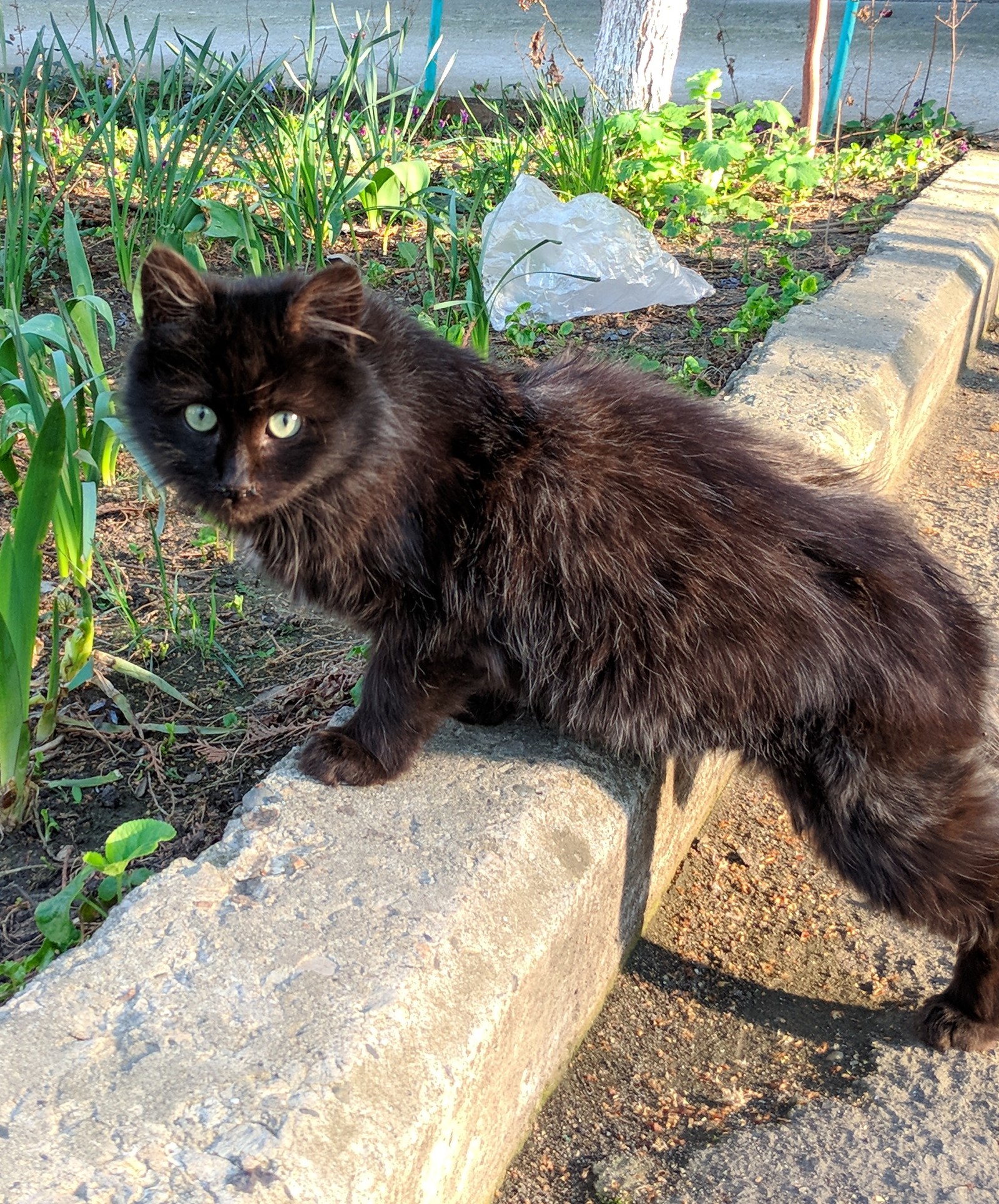 Kittens in our yard... - My, Longpost, cat, Catomafia, Portrait, Milota, Animals