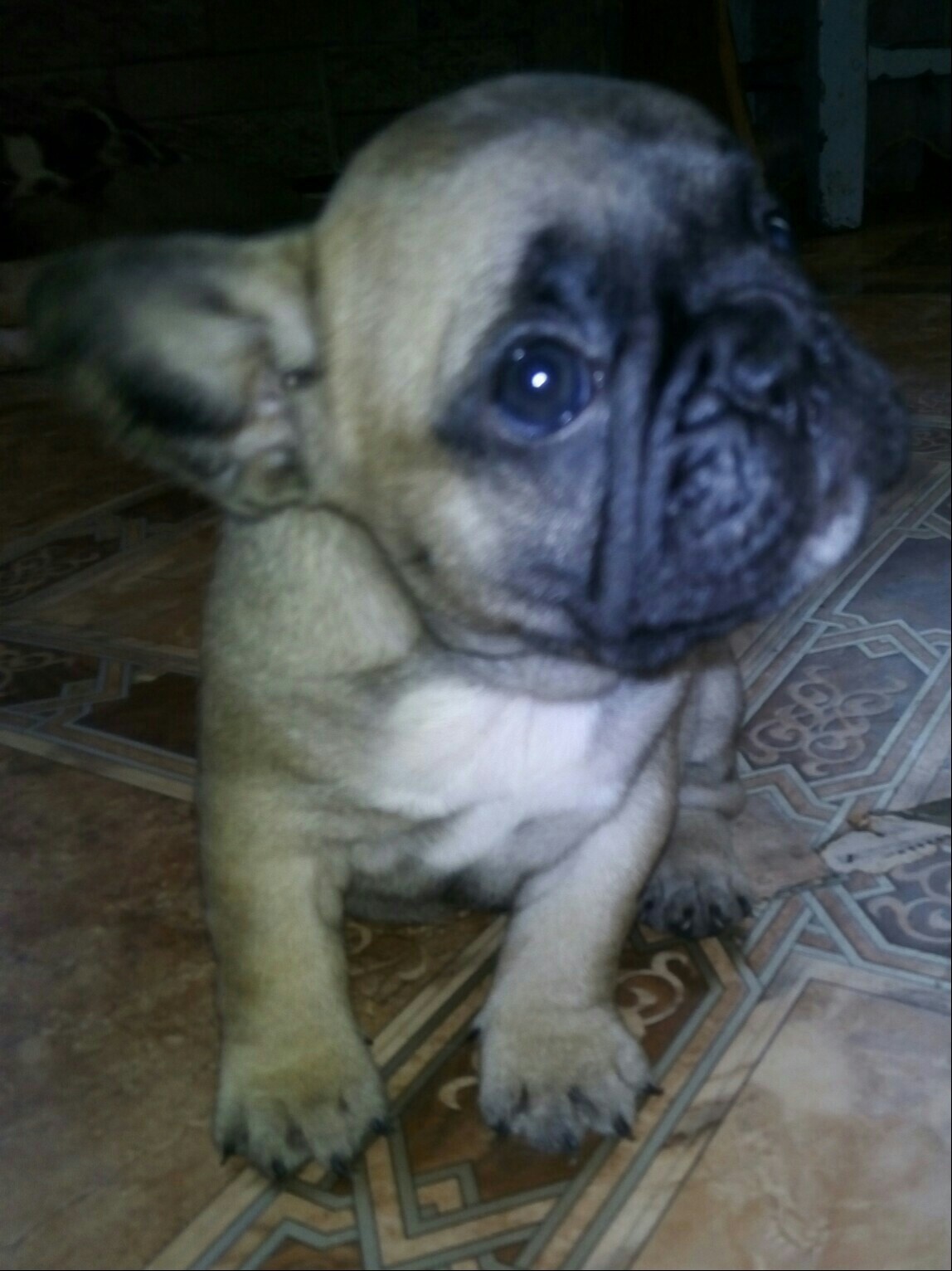 Malyata-3 - My, French Bulldog, Puppies, Longpost