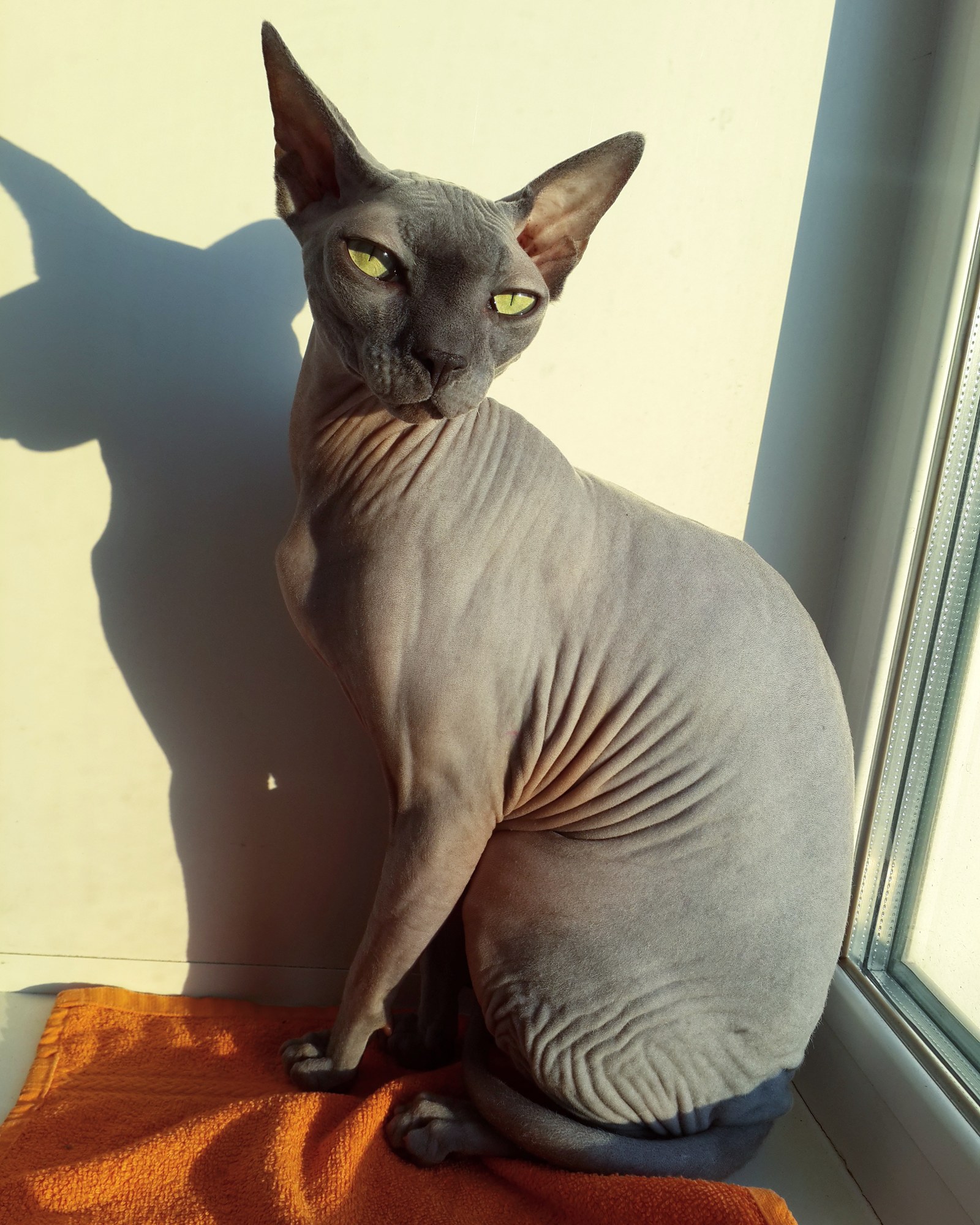 You can already sunbathe - My, cat, Canadian sphinx