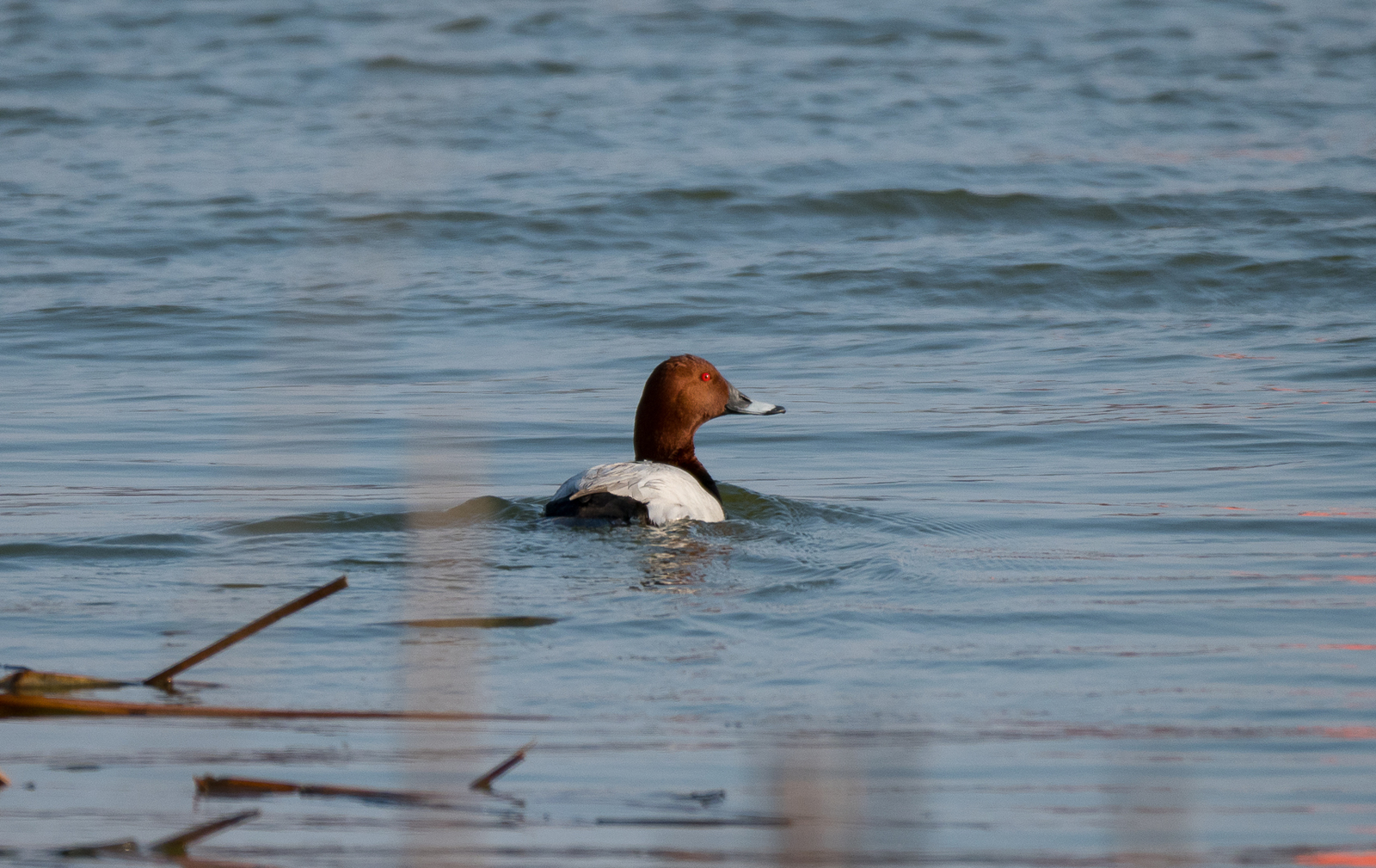 flight 2 - My, Flight, Birds, Photo hunting, Duck, Tangerines, Cormorants, Chomga, Find, Longpost