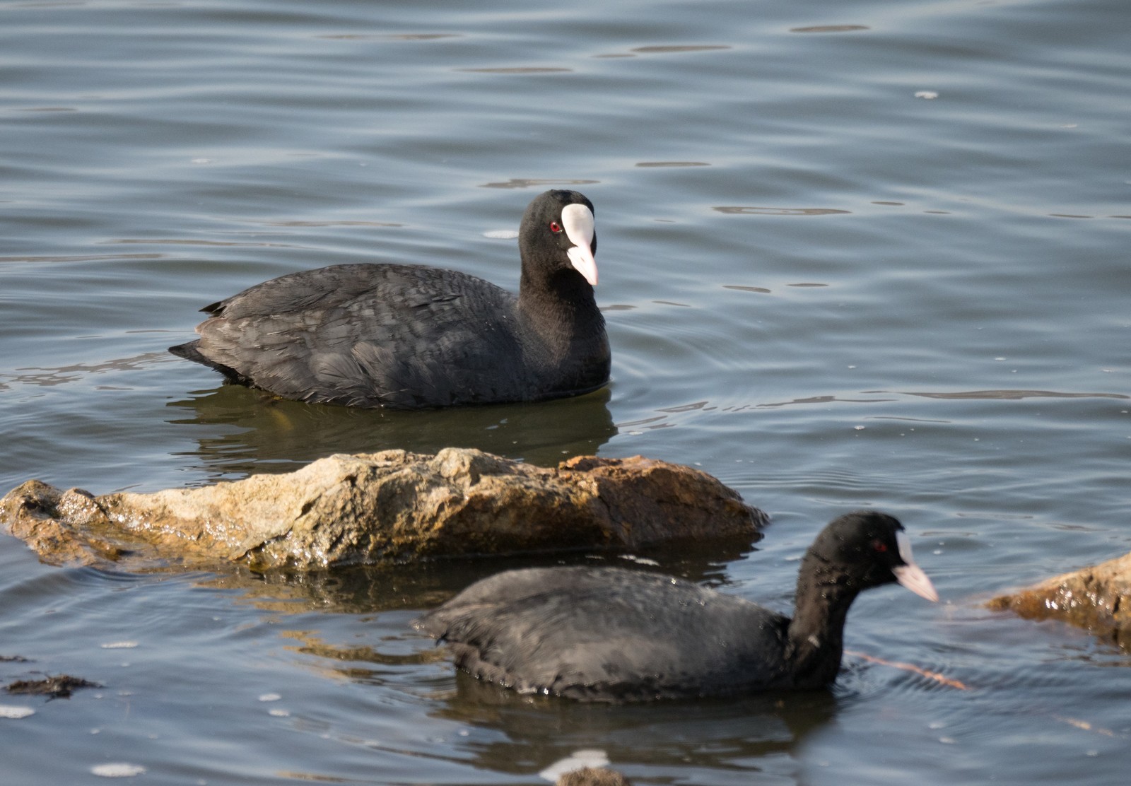 flight 2 - My, Flight, Birds, Photo hunting, Duck, Tangerines, Cormorants, Chomga, Find, Longpost