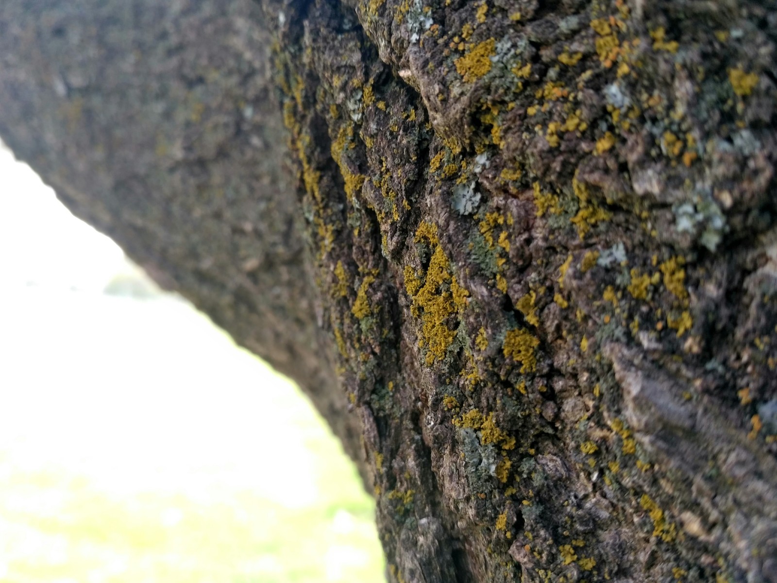 Photos - My, Mobile photography, Tree, Bark