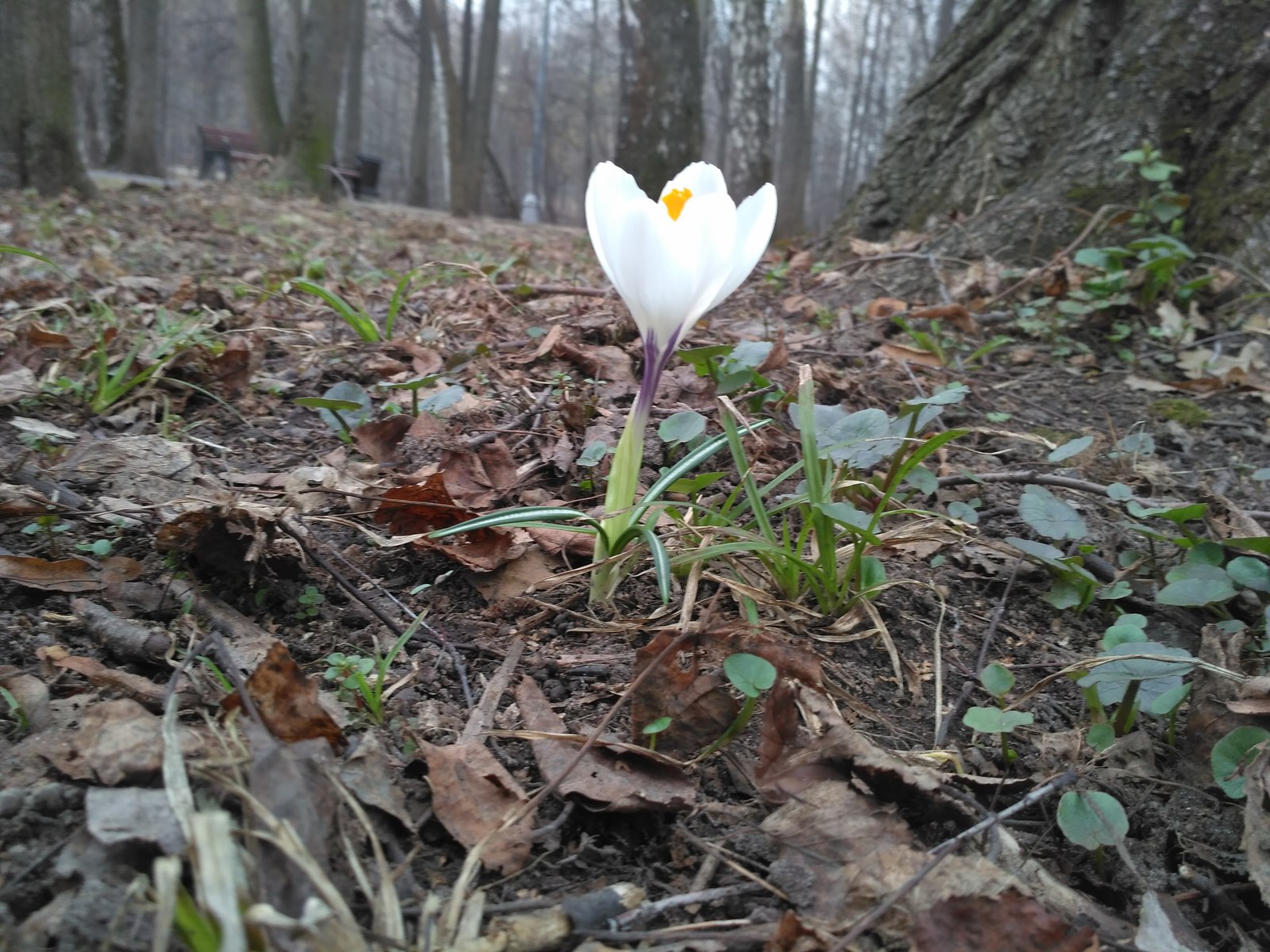 The further into the forest, the closer I got out. - My, The photo, Crocus, Primroses