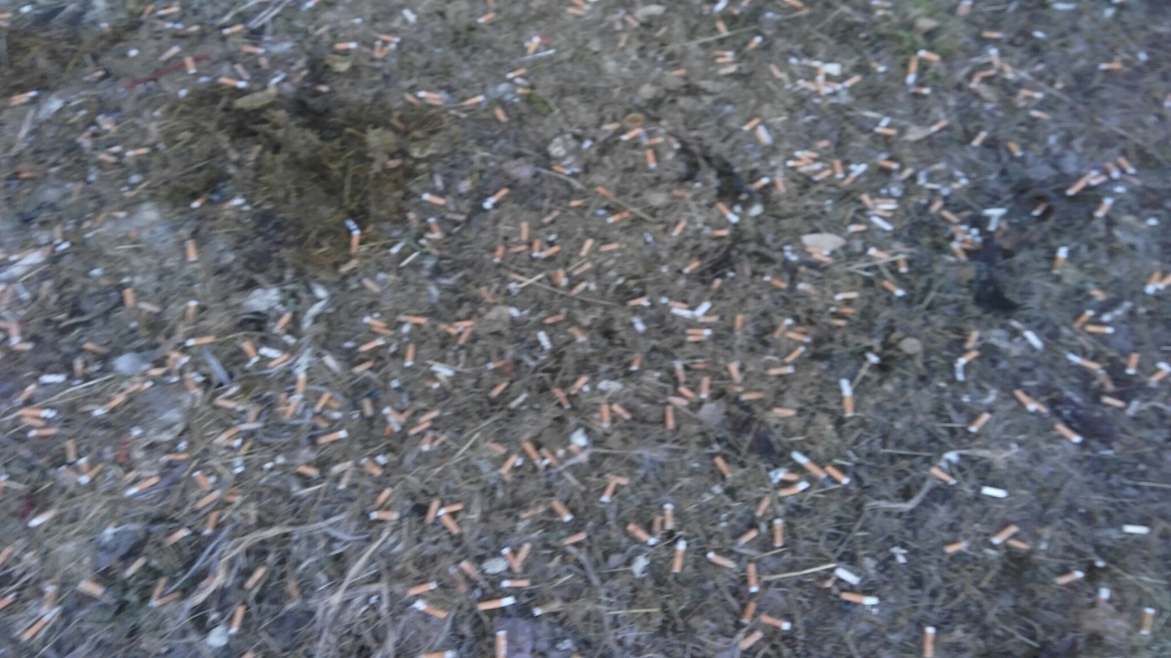 The first snowdrops appear on the streets of Karelia - Cigarette butts, Garbage, Disgusting