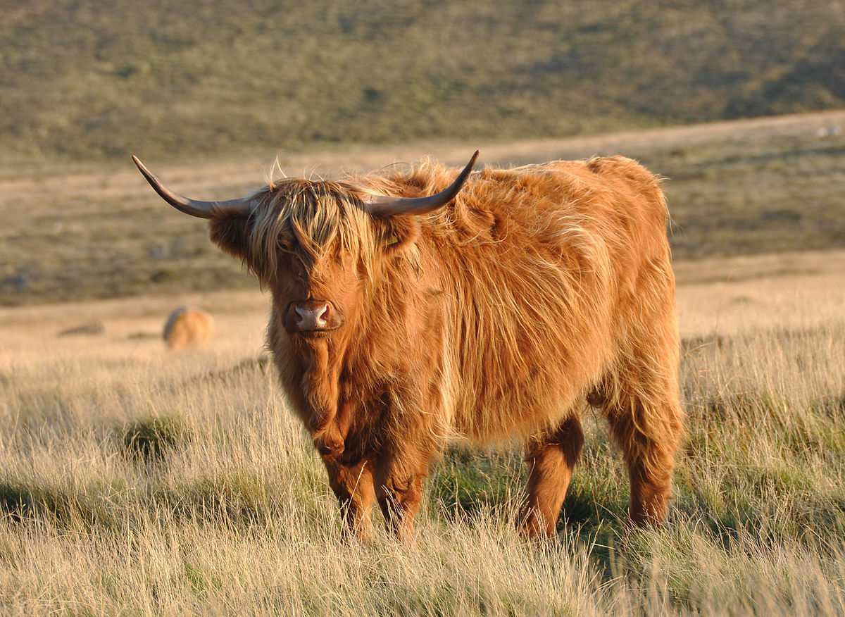 Gradations - Calf, Cow, Longpost, Pets