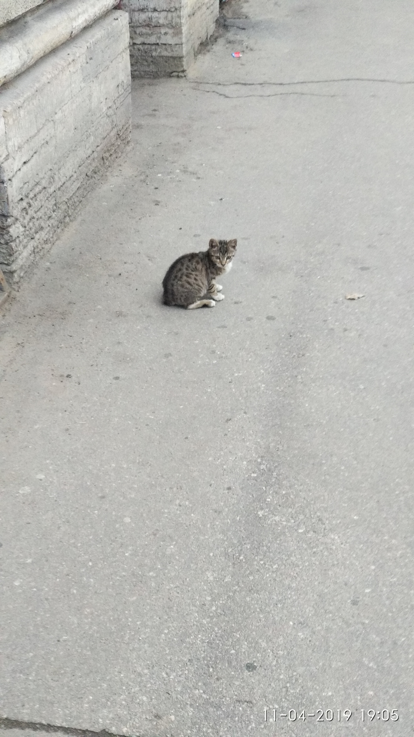 Котенок который потерял. Бездомные кошки. Потерялся котенок. Котенок который потерял. Серый котик уличный в квартире.