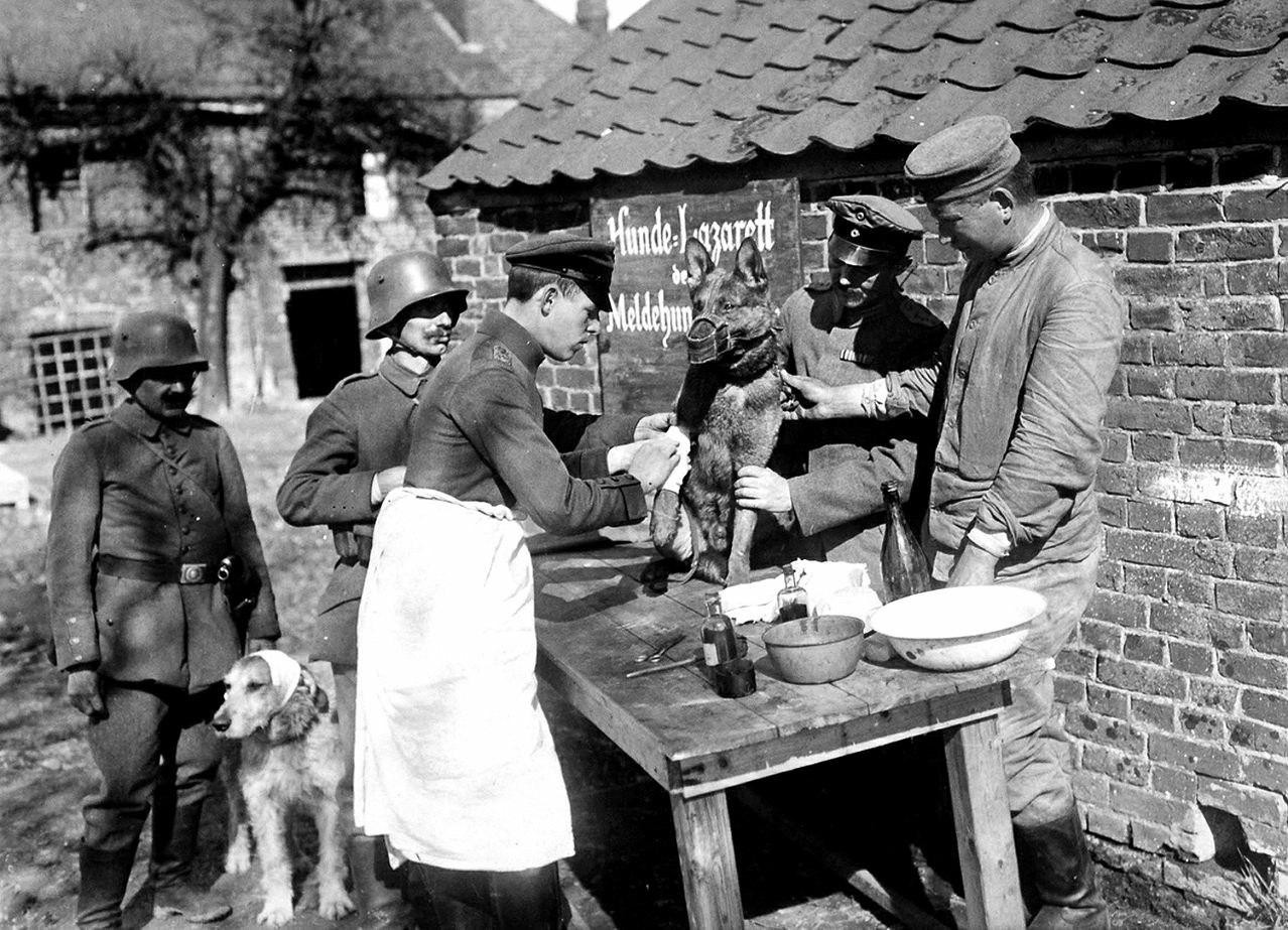 Немецкие солдаты оказывают медпомощь собакам, раненым на фронте Первой мировой войны, Бельгия, 1918 год - Фотография, Домашние животные, Первая мировая война, Бельгия, Помощь животным, Помощь, Немецкие солдаты, Солдаты