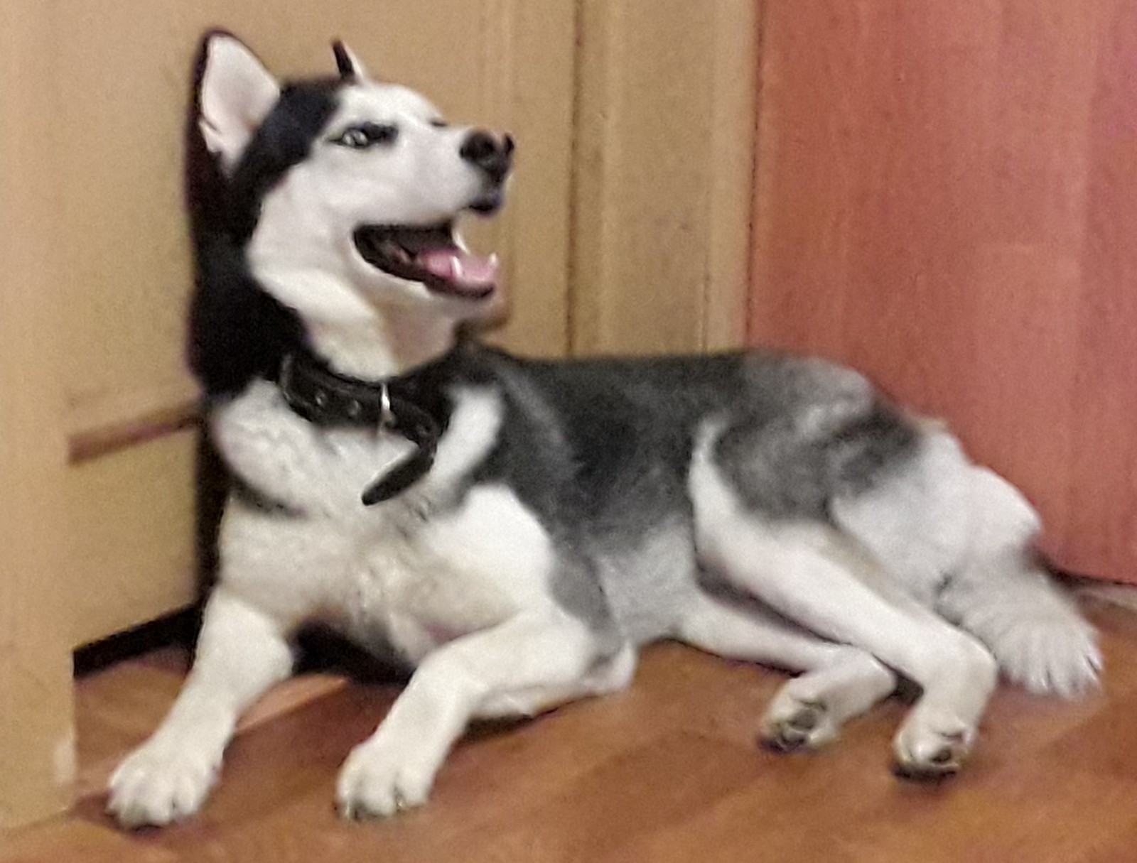 Husky posing) - My, Husky, Siberian Husky, Dog, Longpost